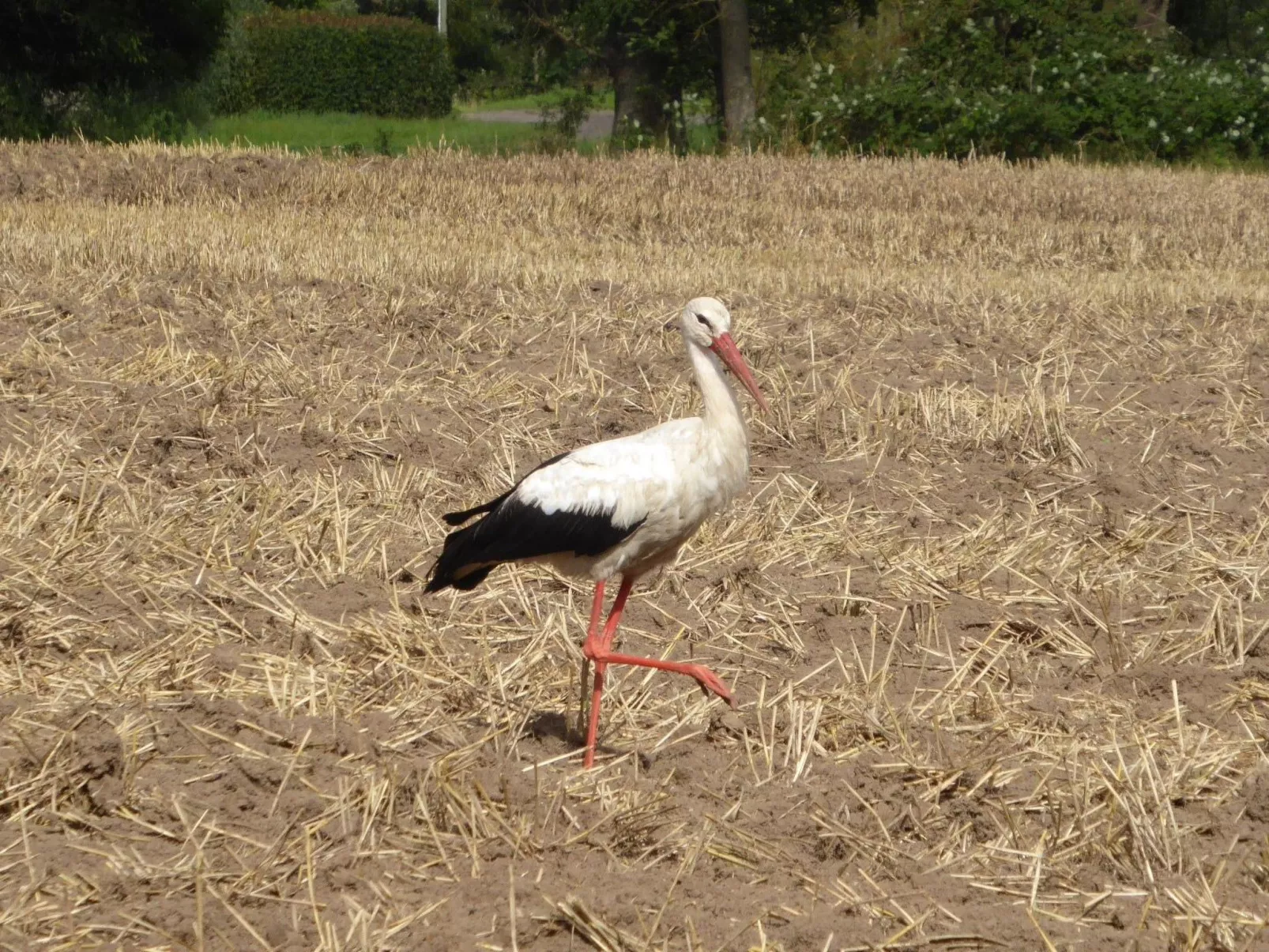 Hochwertige Ferienwohnung in Gingst-Buiten