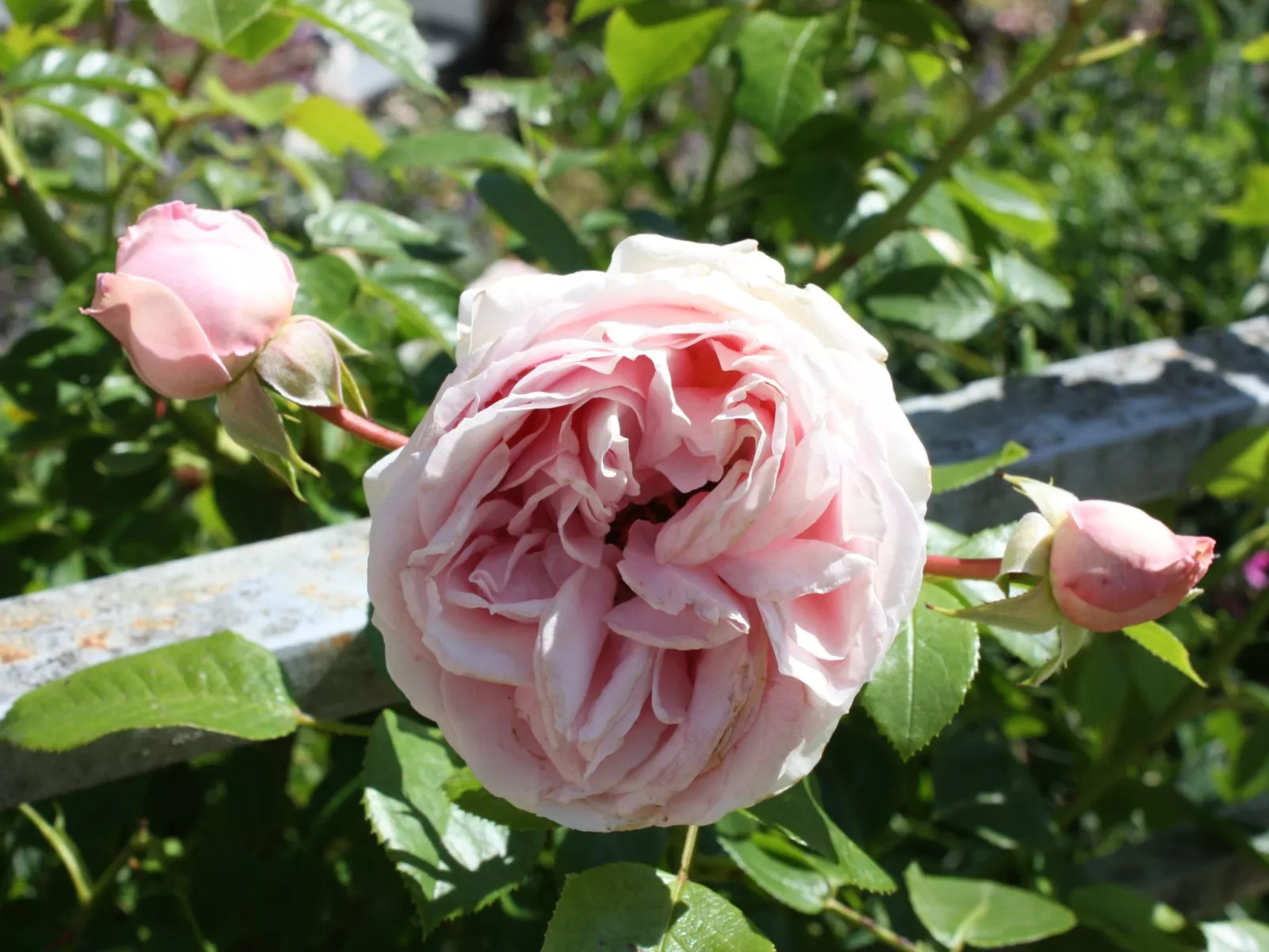 Wohlfühloase für Natur- und Gartenliebhaber