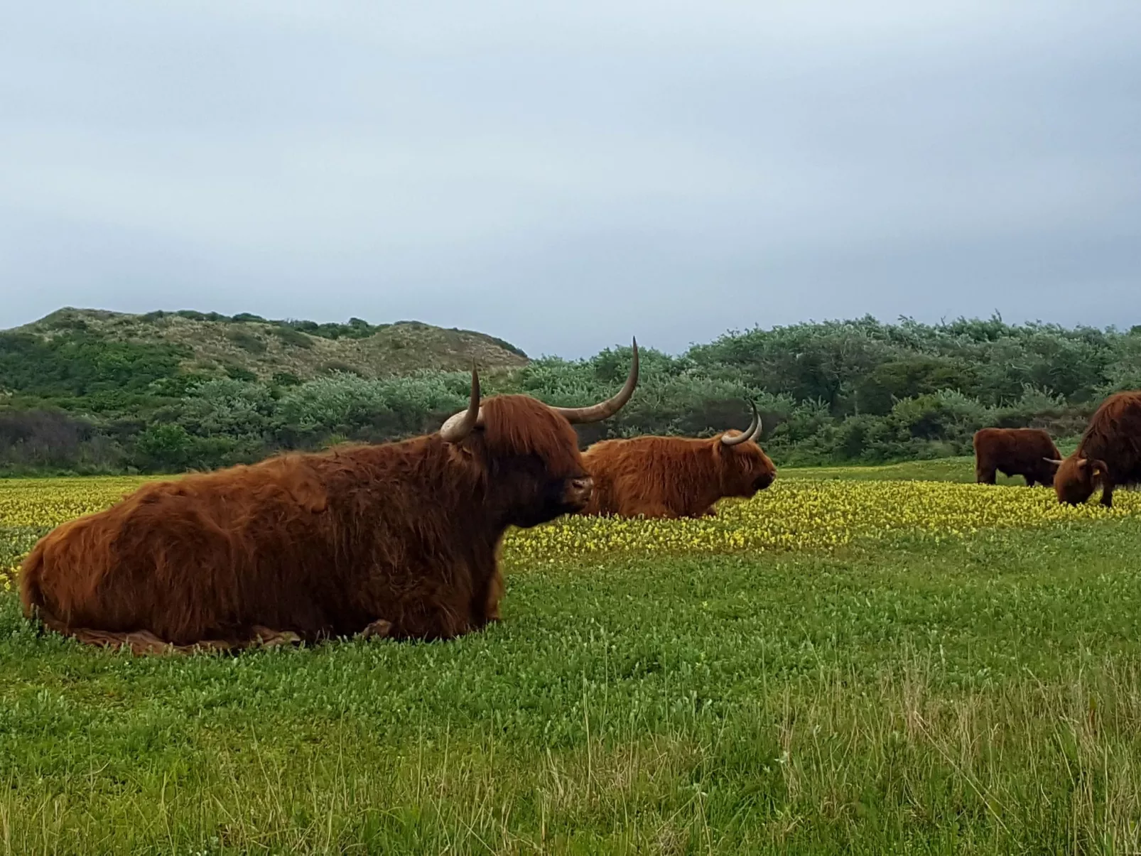 Sommerhaus Klein Wimmenum, Nähe Strand und Dünen-Buiten