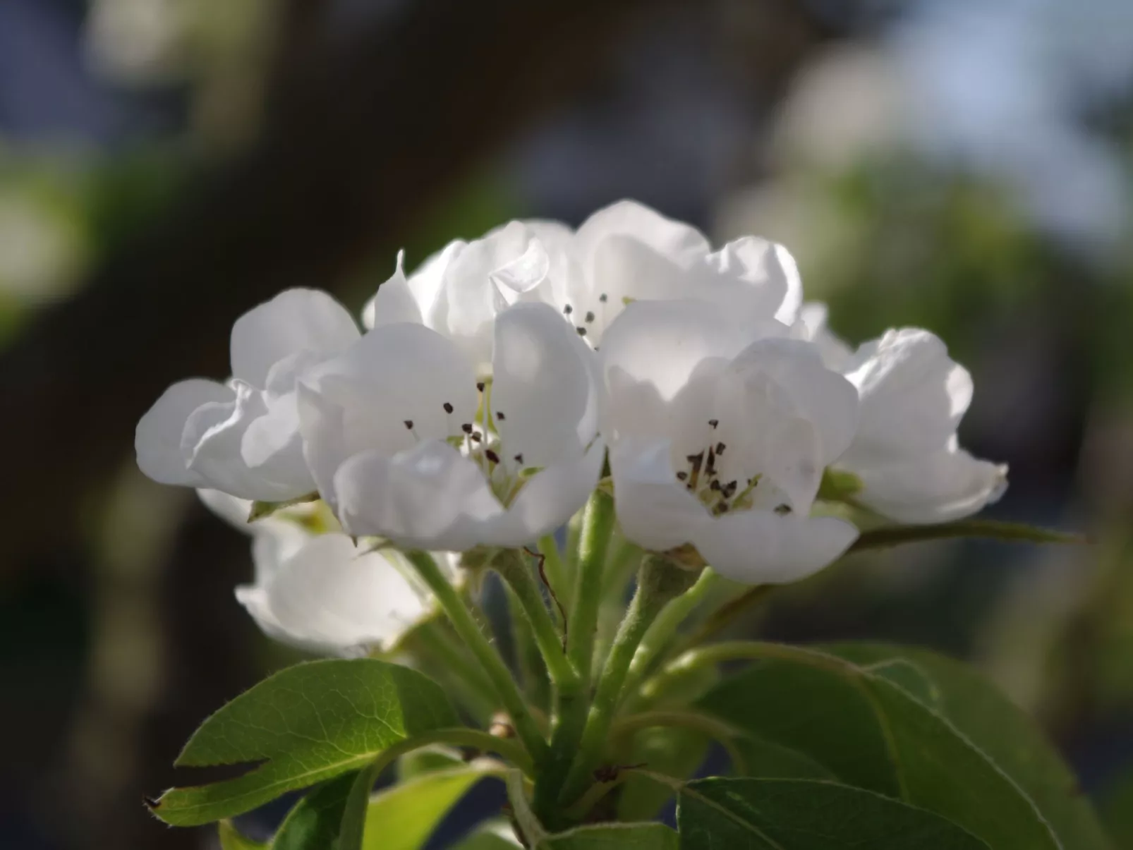Gästehaus Kopp Wohnung Nr. 01 in Cuxhaven-Duhnen