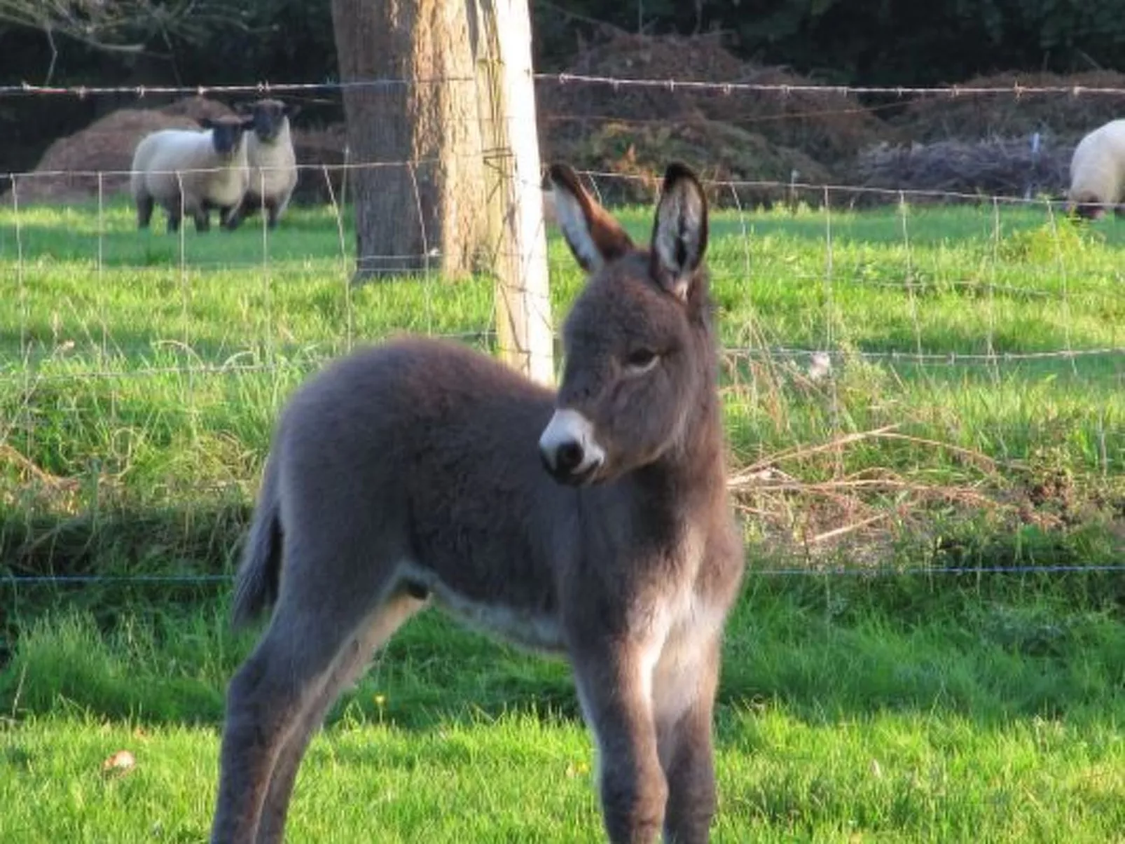 "L'Etable d'Emile" (Stall von Emile)
