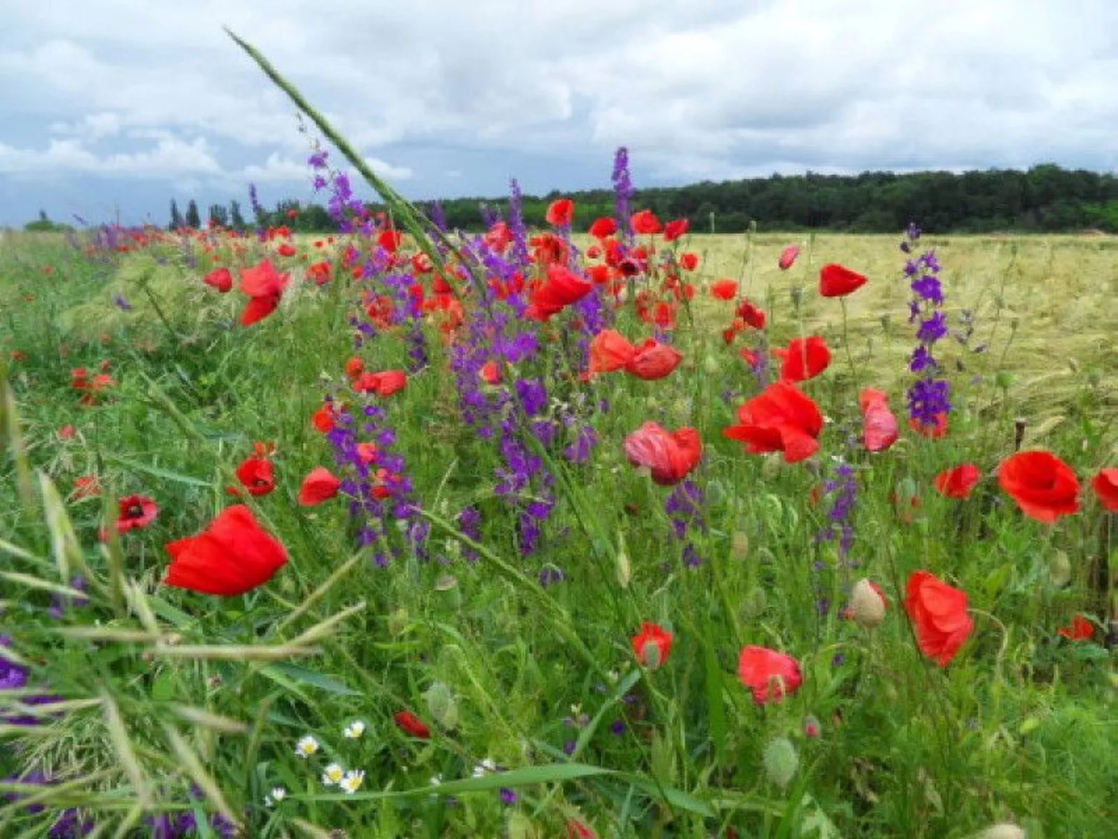Hütte mit Garten, Grill und Terrasse-Buiten
