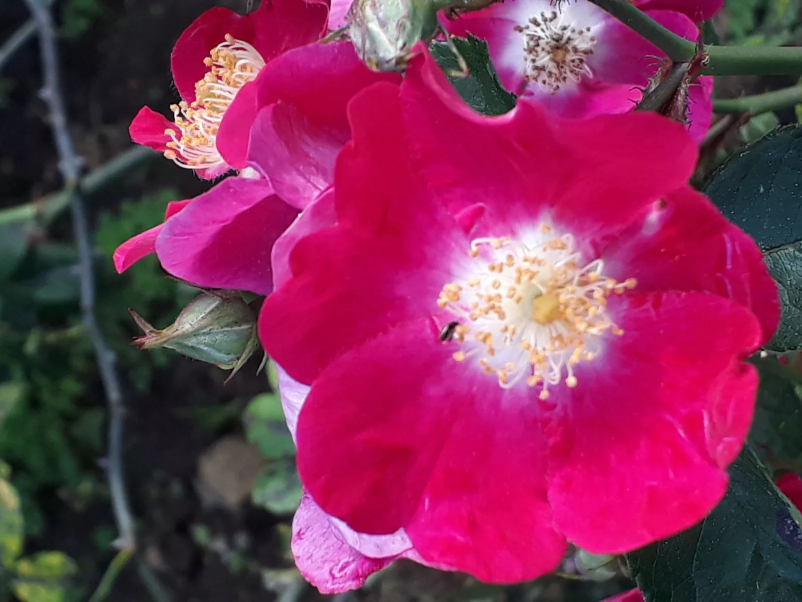 Quinta D'Avó Amélia, wunderschönes Landhaus zwischen den Bergen und dem Meer-Buiten