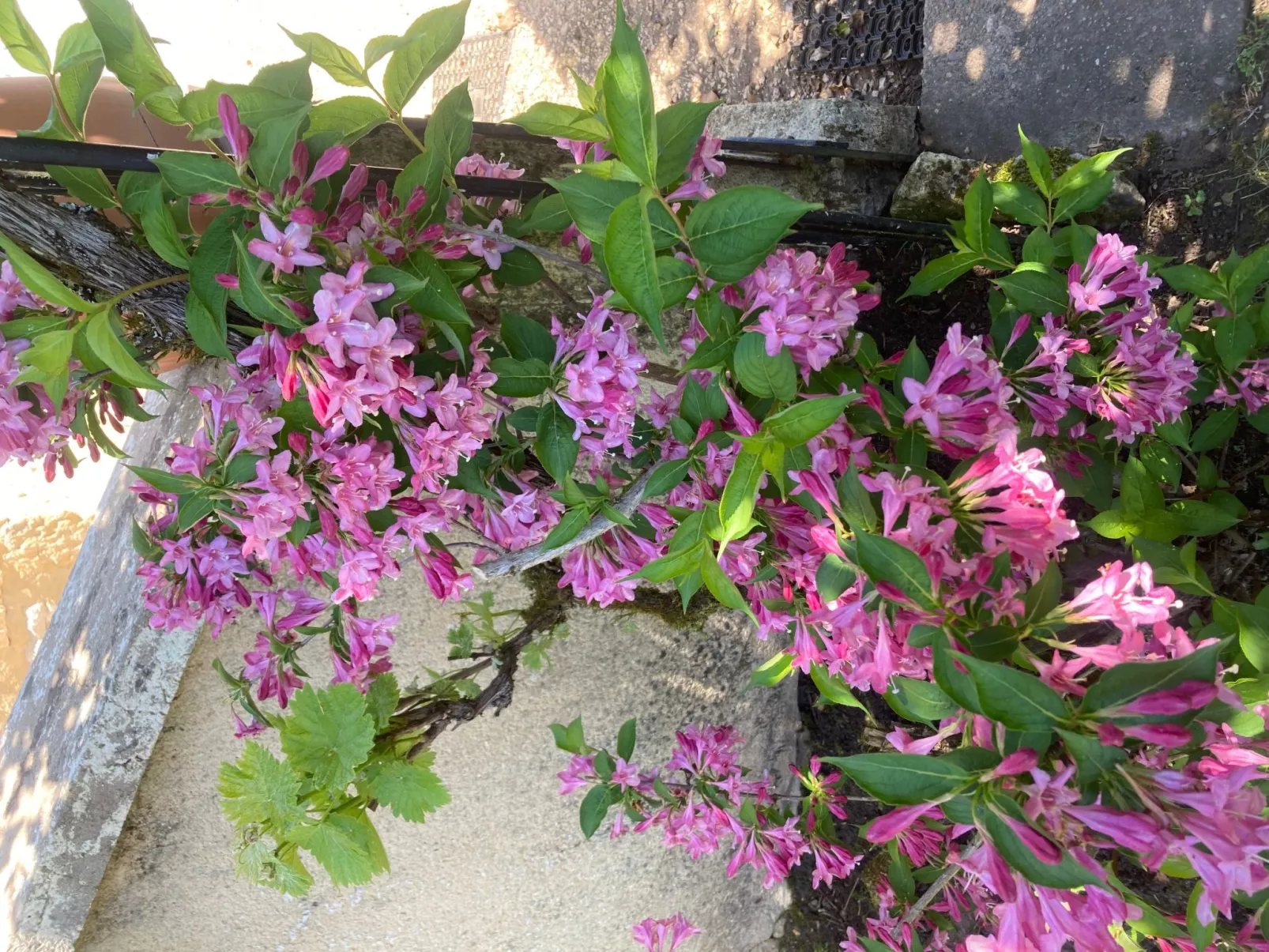 Castelnaud in Sainte-Mondane