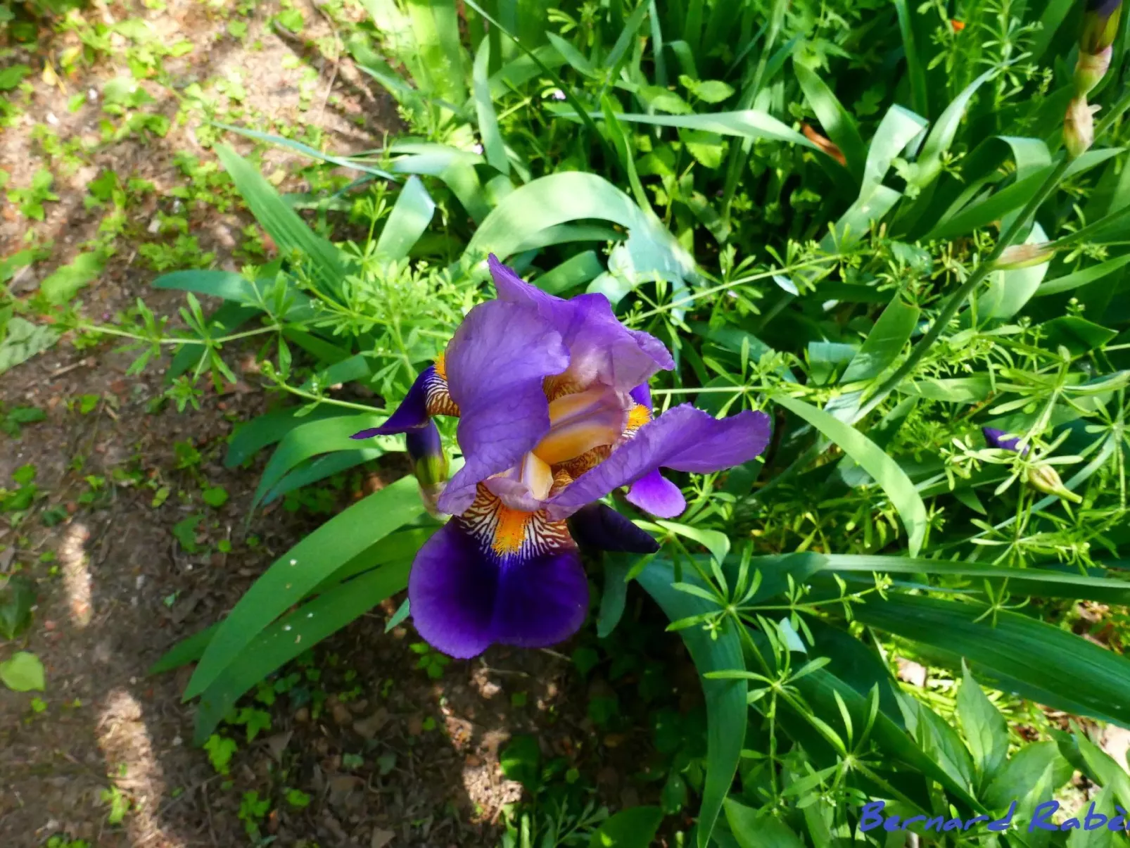 1ed-Face Vosges,au Sud,coeur Vignoble,Calme,WiFi-Image-tags.info