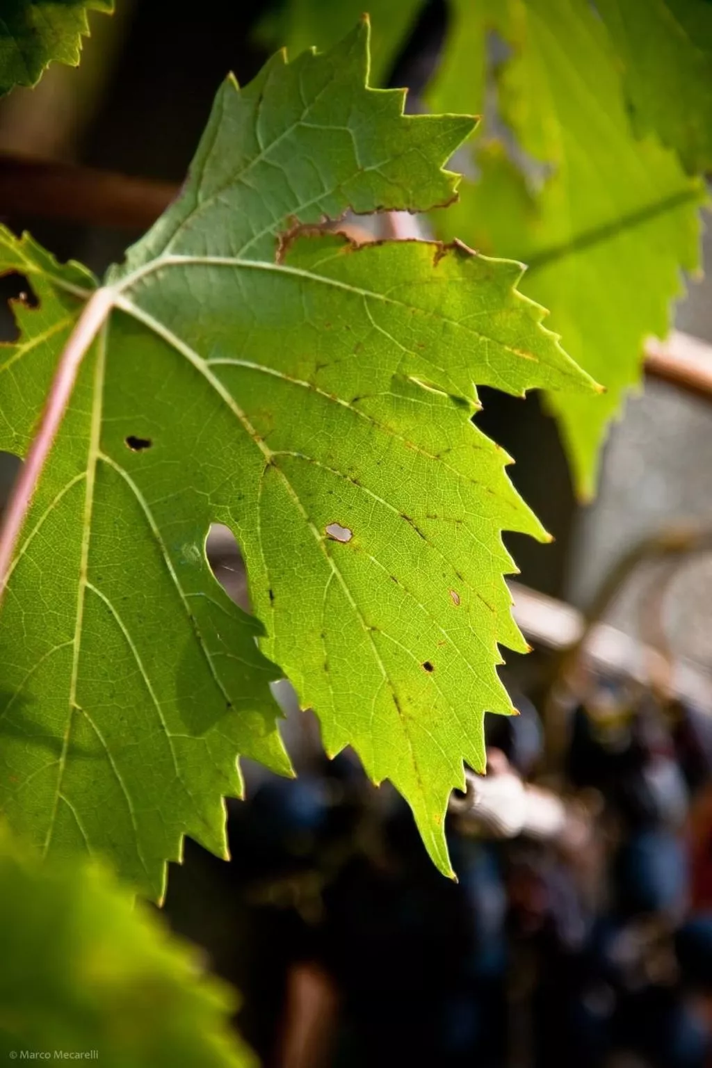 Grünes Appartement-Image-tags.info