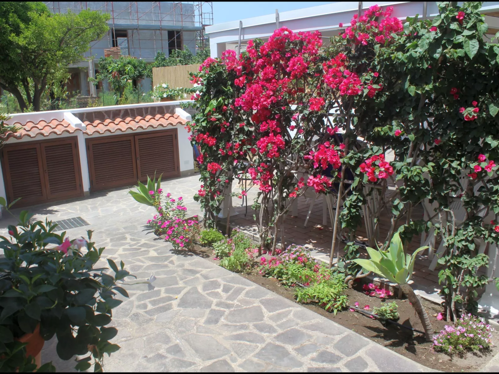 'Camelia ab 236-Image-tags.info