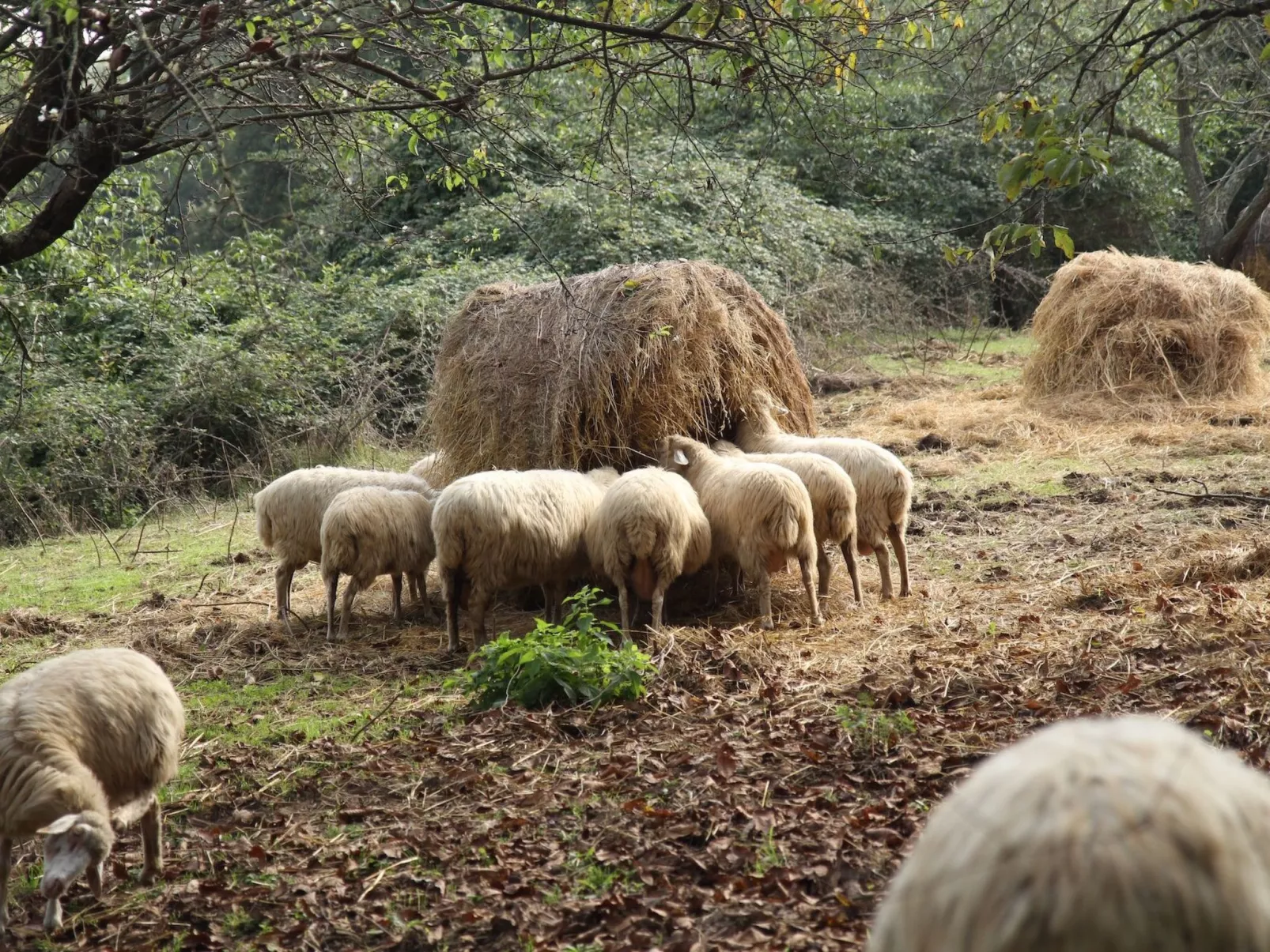 Casa Erika-Image-tags.info