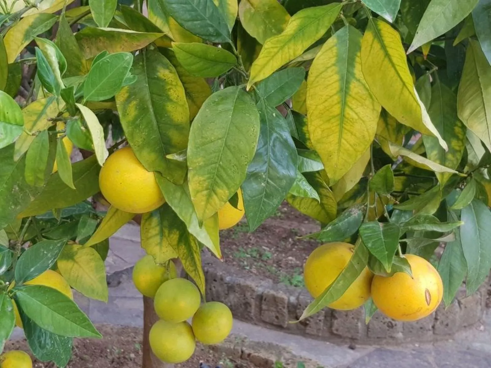 Su Niu Crobu unten-Image-tags.info