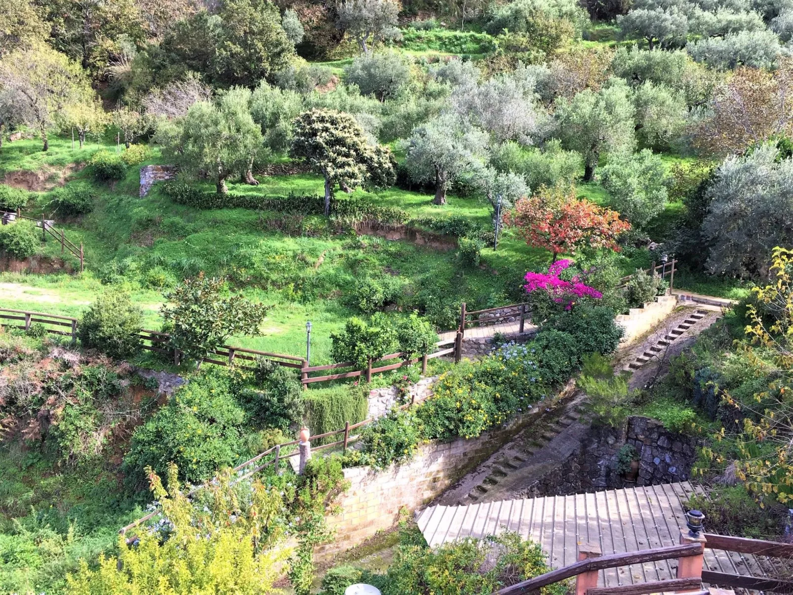 Flache Zeder-Image-tags.info