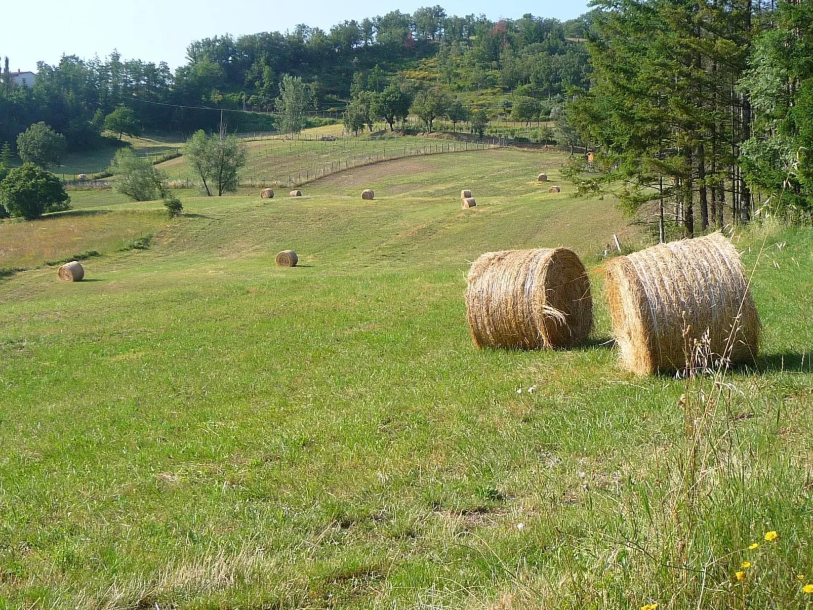 Lindenhaussiedlung mit Gemeinschaftspool