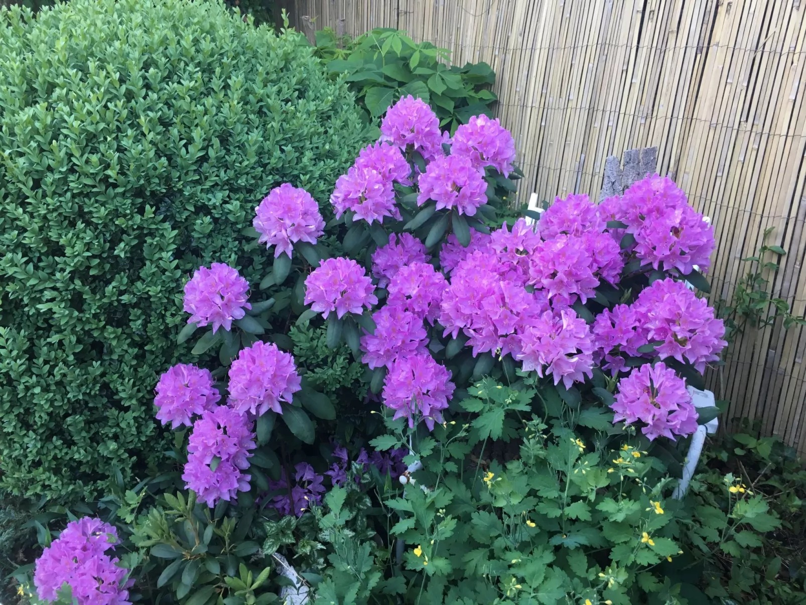 Löwenzahn-Image-tags.info