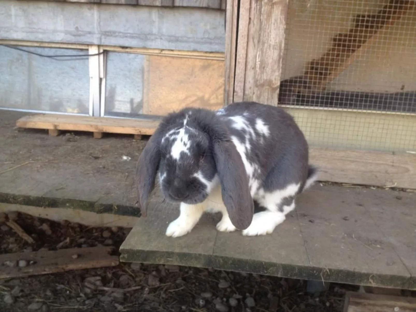 Bauernhof Sal-Image-tags.info