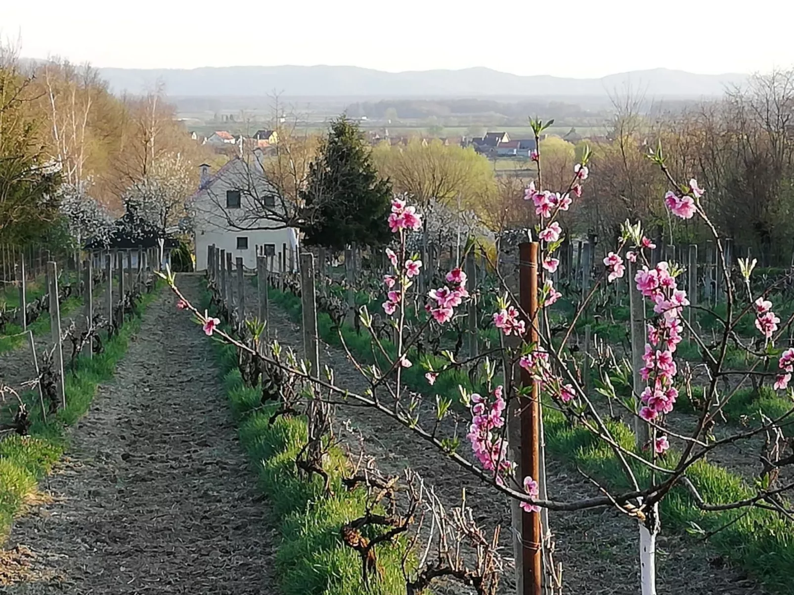 Hütte mit Garten, Grill und Terrasse-Buiten