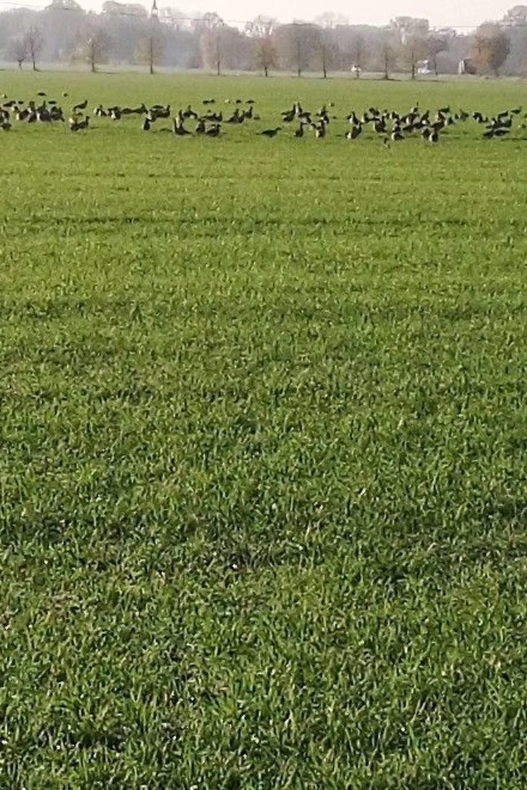 Biele-Image-tags.info