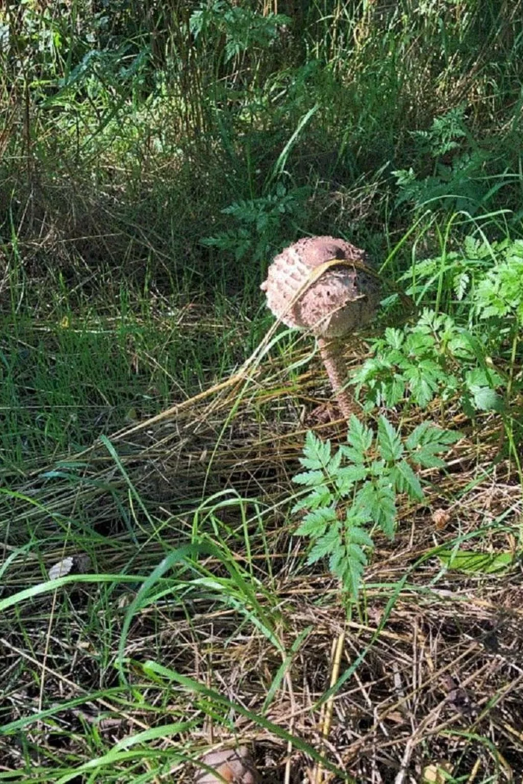 - Uns lütt Hüsung-Image-tags.info