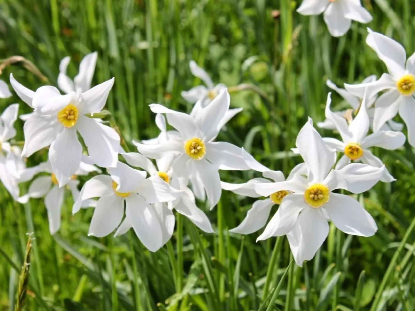 Les Narcisses,Blonay-Buiten