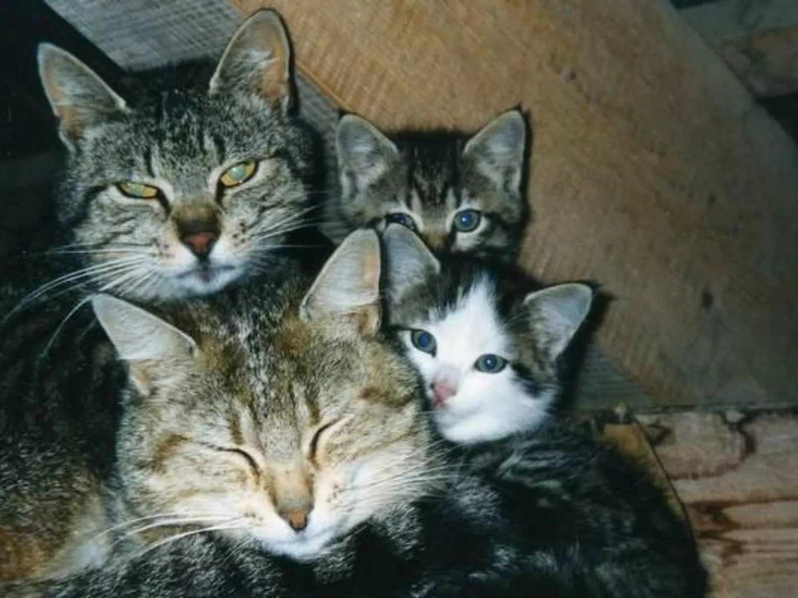 Bauernhof Gerber-Binnen