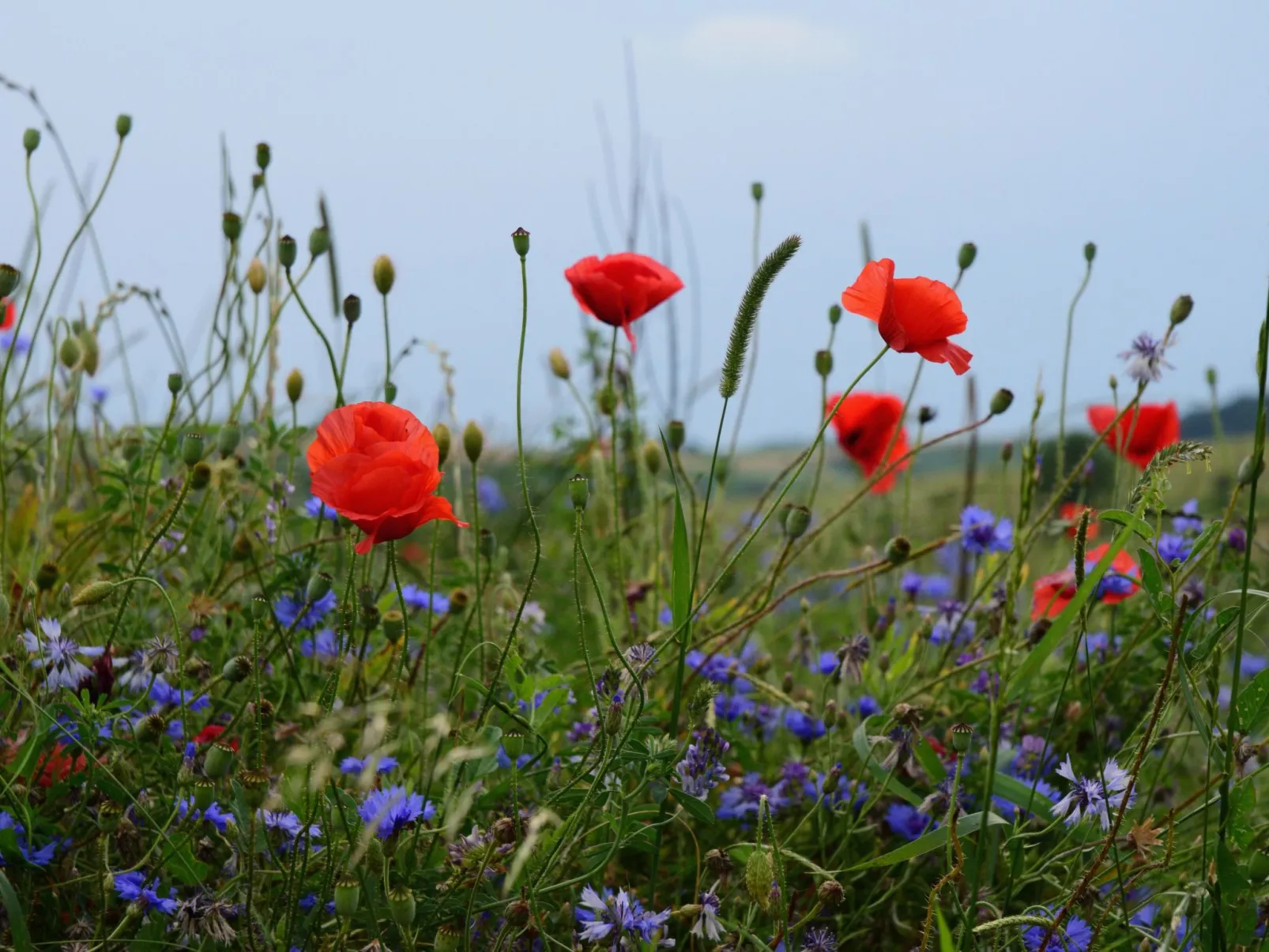 Nassauer Forsthaus-Binnen