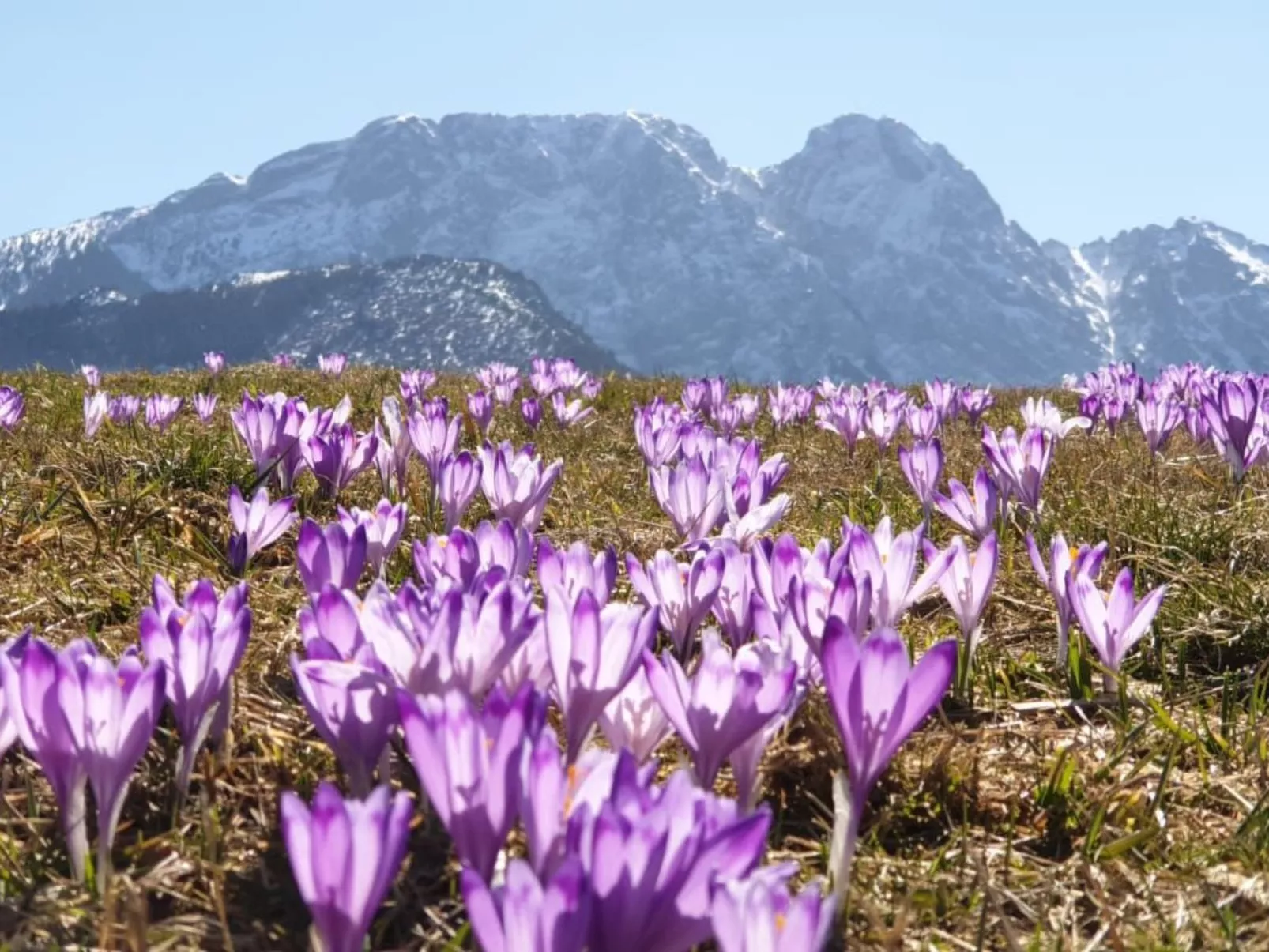 Krokus Tal Dorf unter der Tatra-Buiten