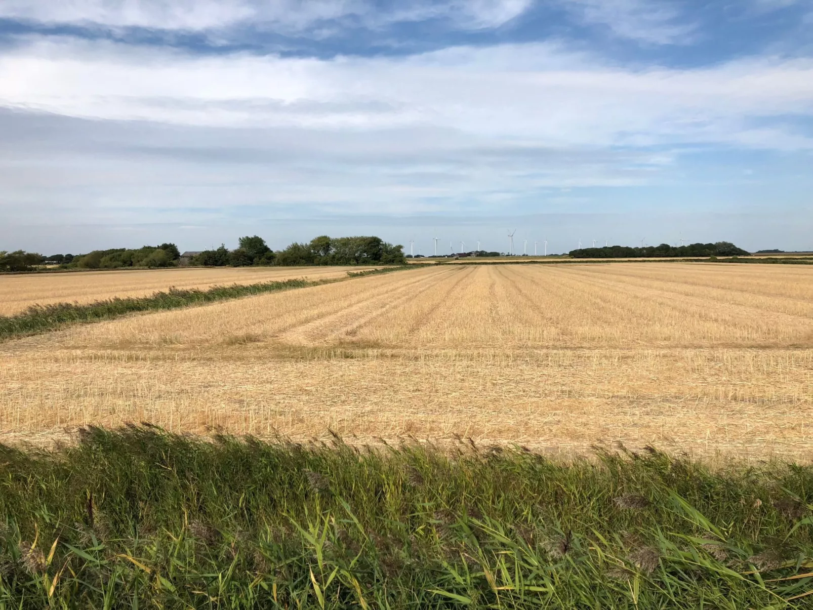 Reetdachhaus inmitten von Wiesen und Feldern-Buiten