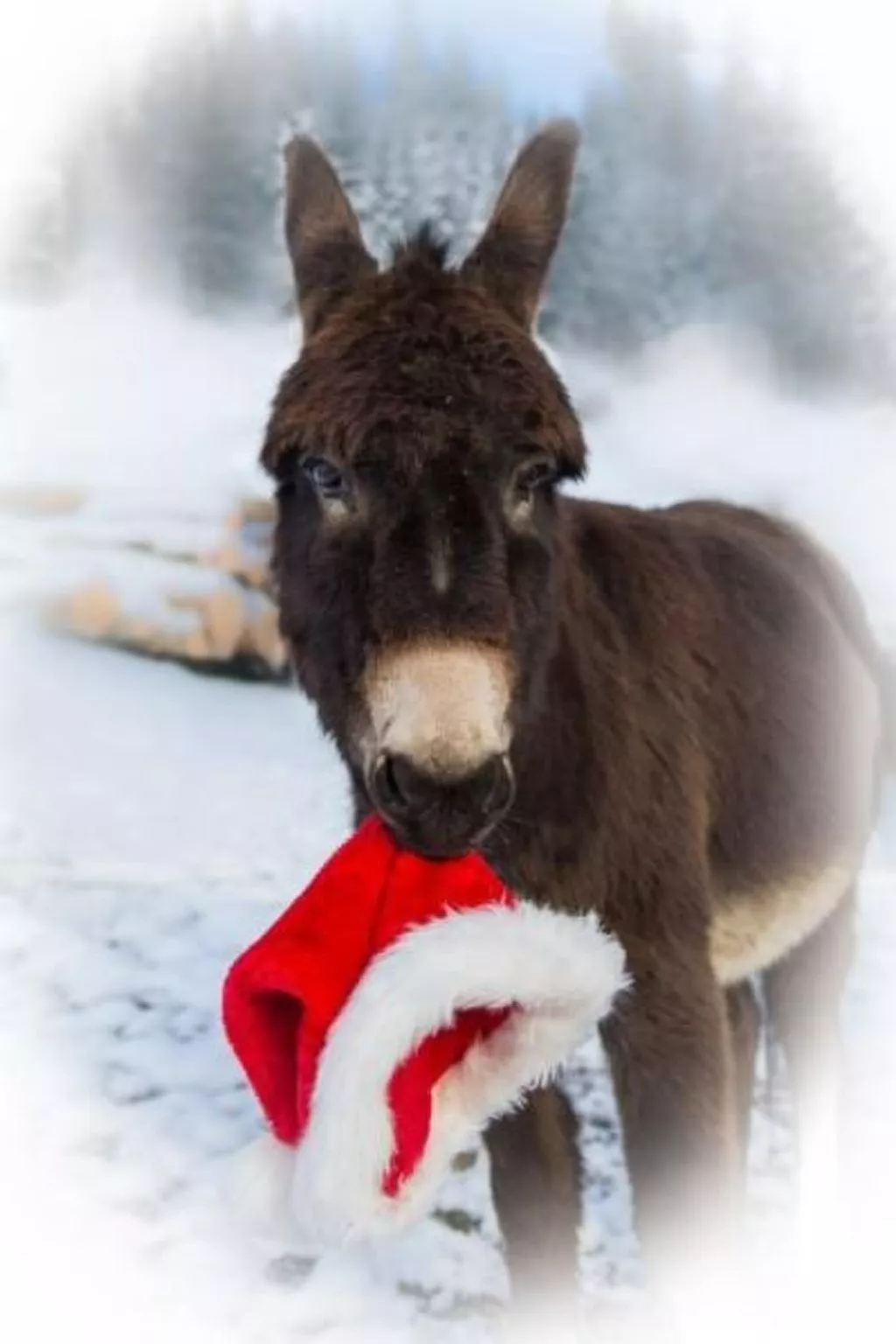 Biobauernhof Balm-Image-tags.info