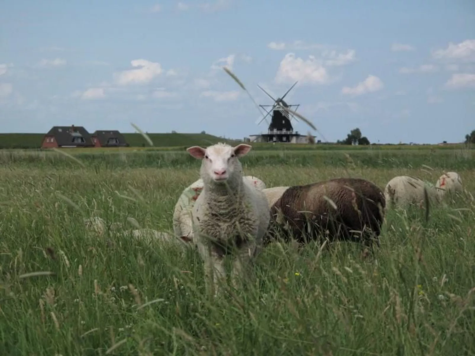 Pellworm-Image-tags.info