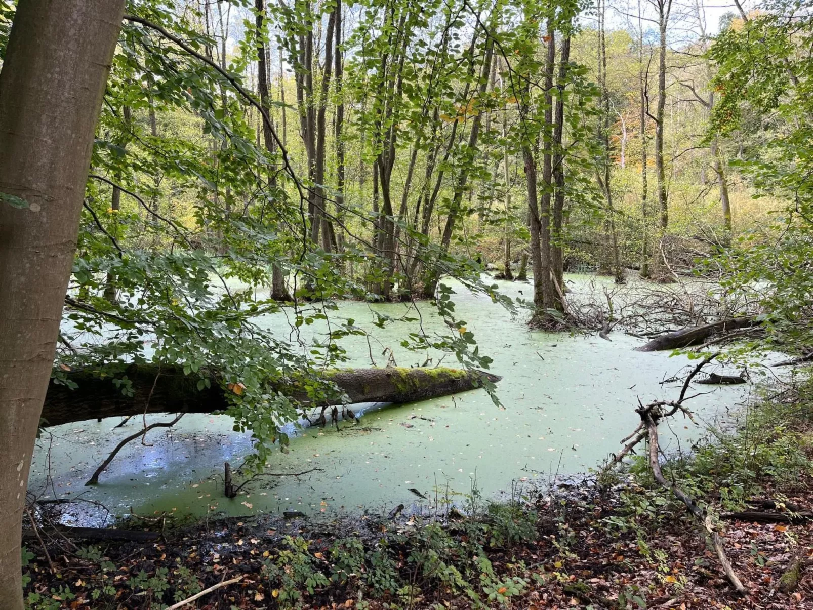 Landurlaub Mecklenburgische Seenplatte b. Waren Müritz-Binnen