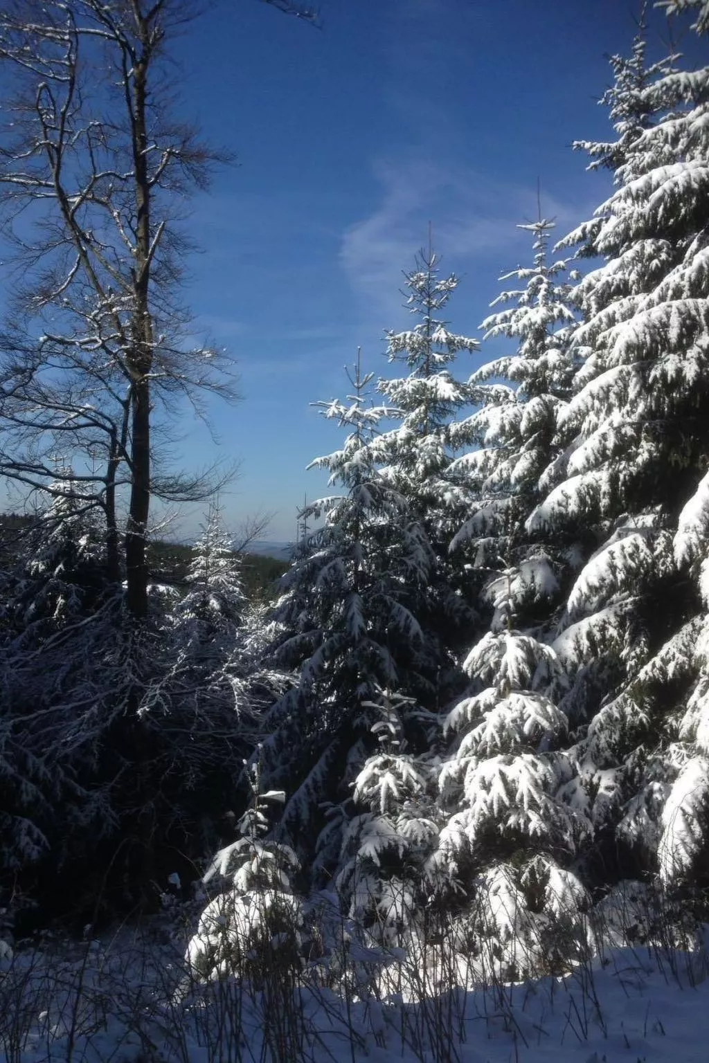 Haus Schnurbus-Binnen