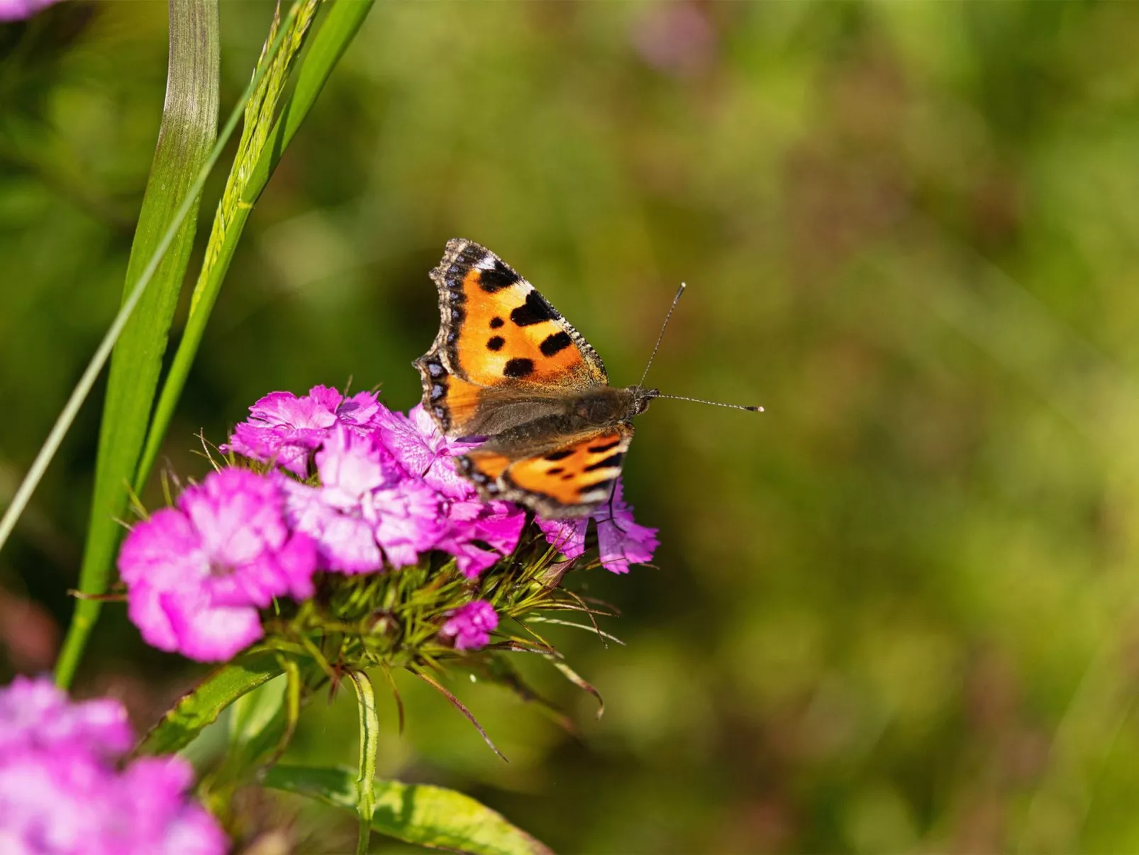 Eggenhof Ferien-Image-tags.info