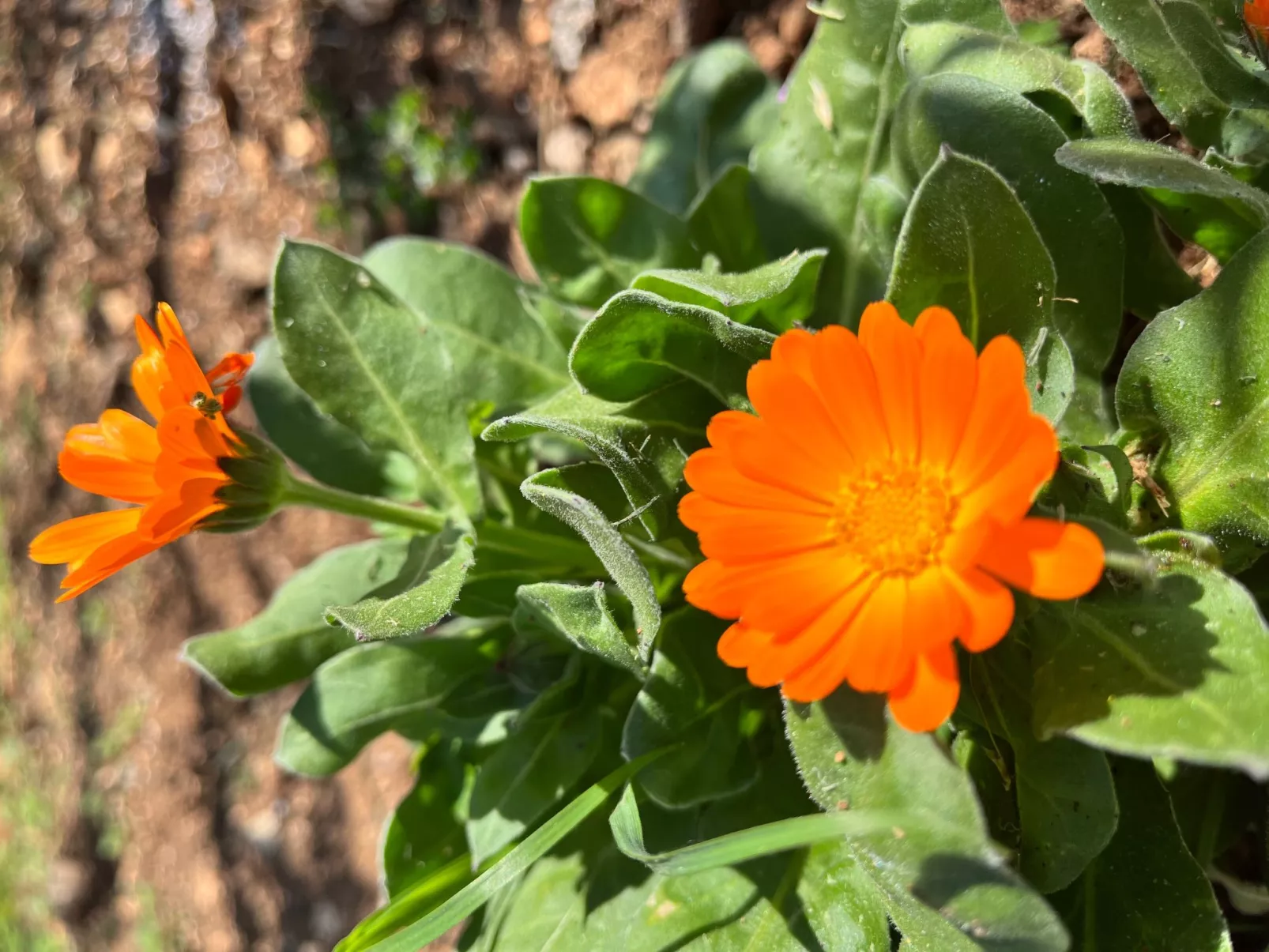 Neugebaute Wohnung im Erdgeschoss-Binnen