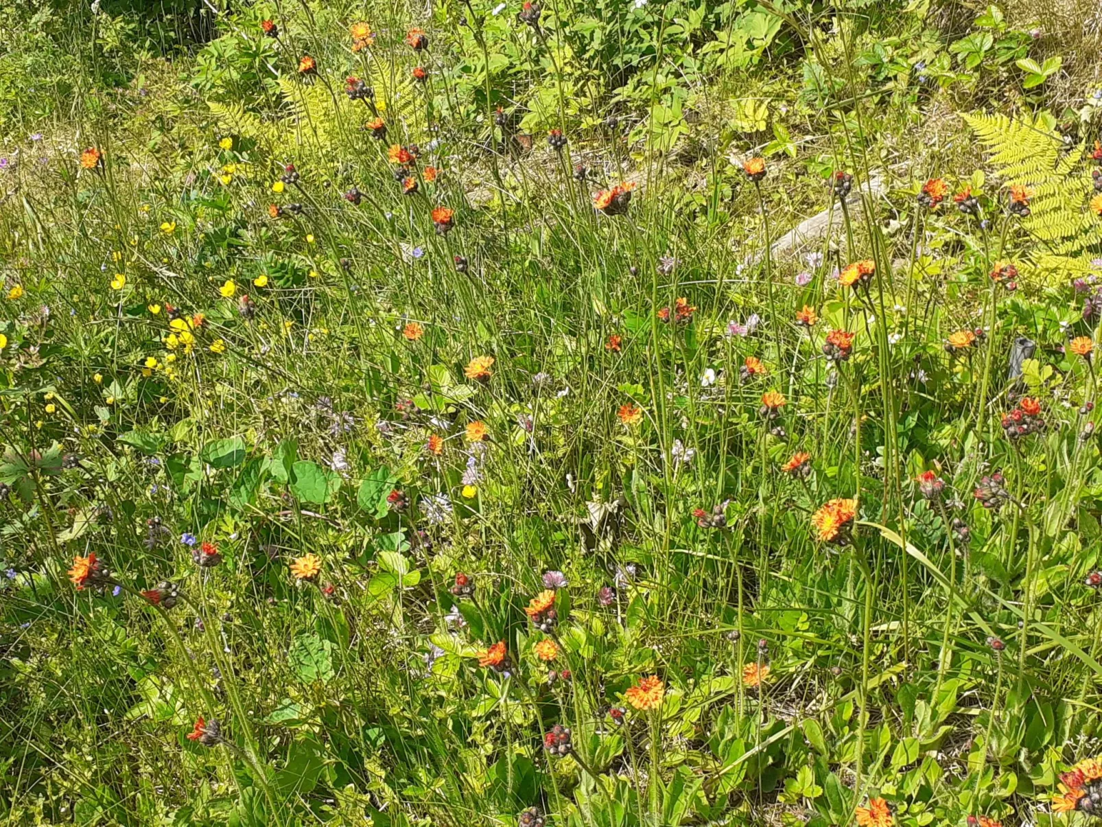Für 6 Personen im Thüringer Wald-Buiten