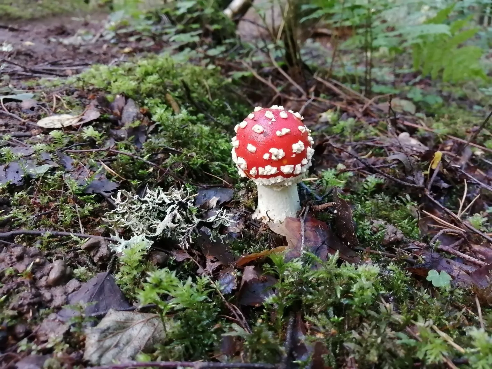 Karlsson-Image-tags.info