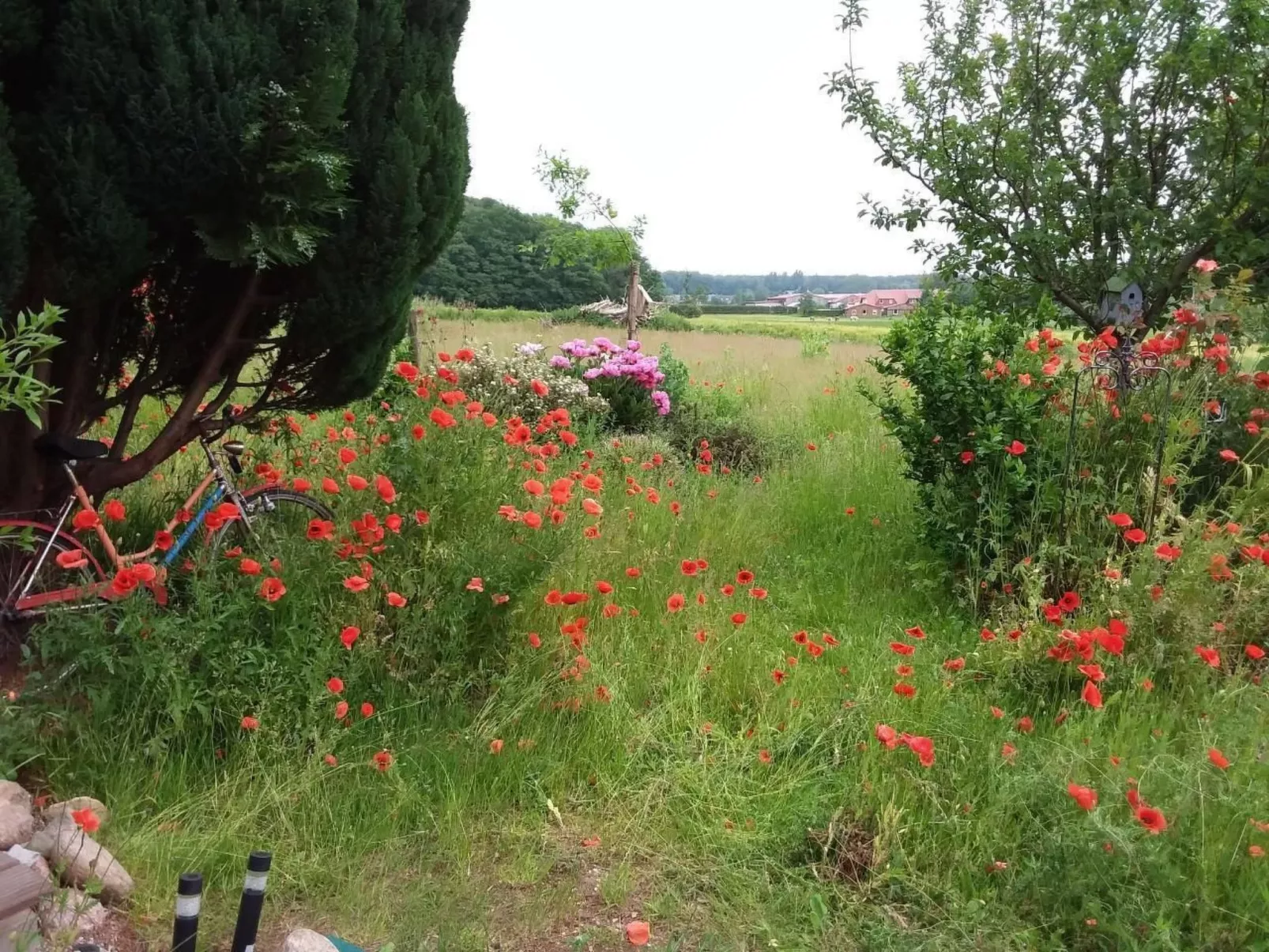 Schmetterling-Binnen