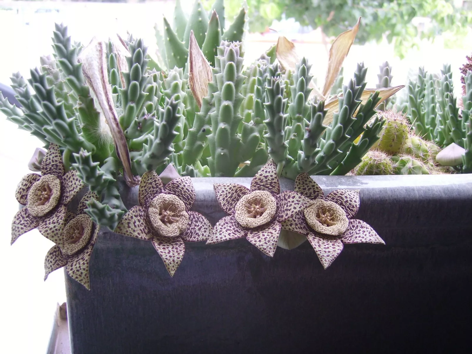 Kissonerga Apartment-Image-tags.info