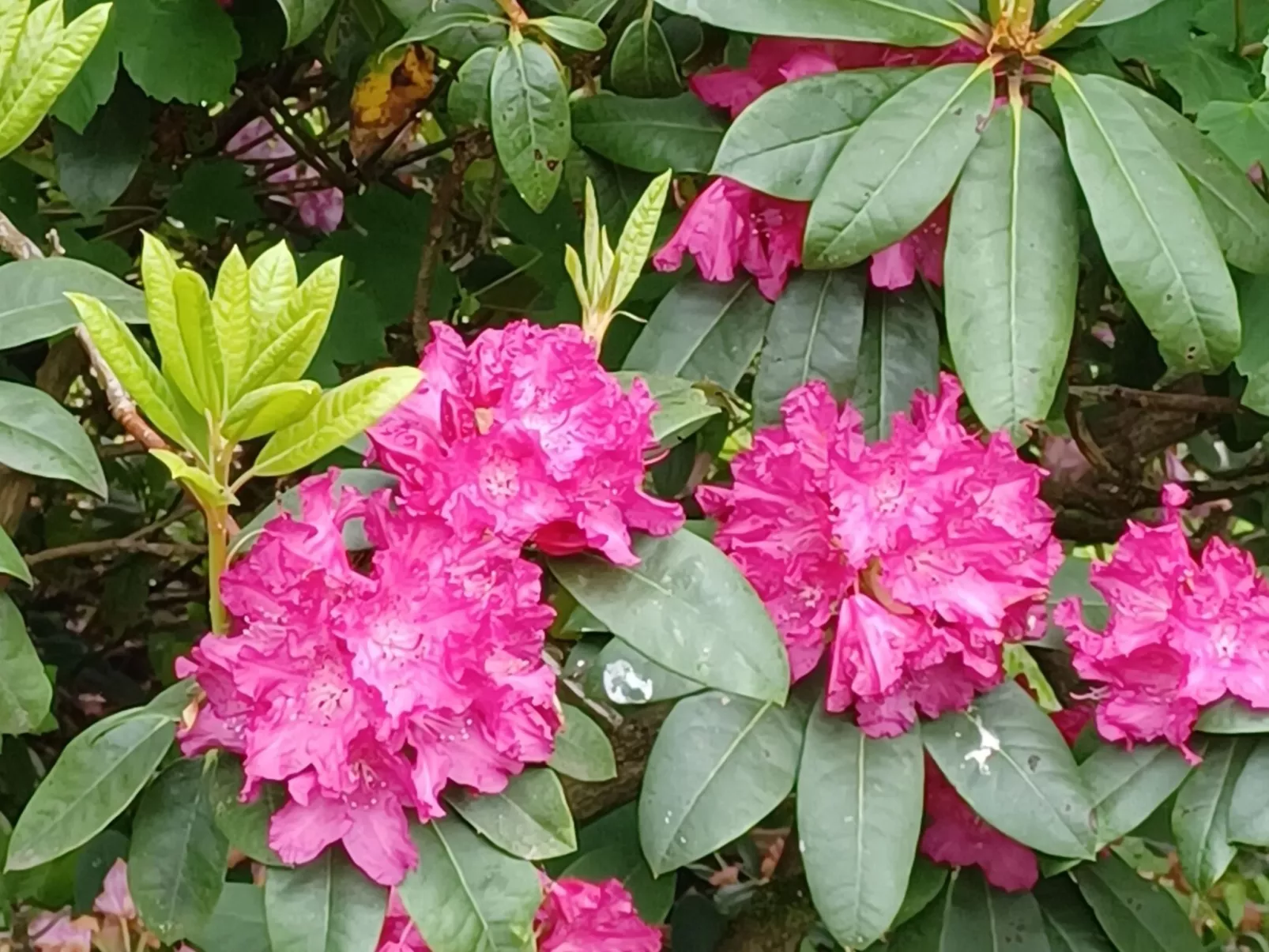 Walli OG Hahnenklee-Buiten