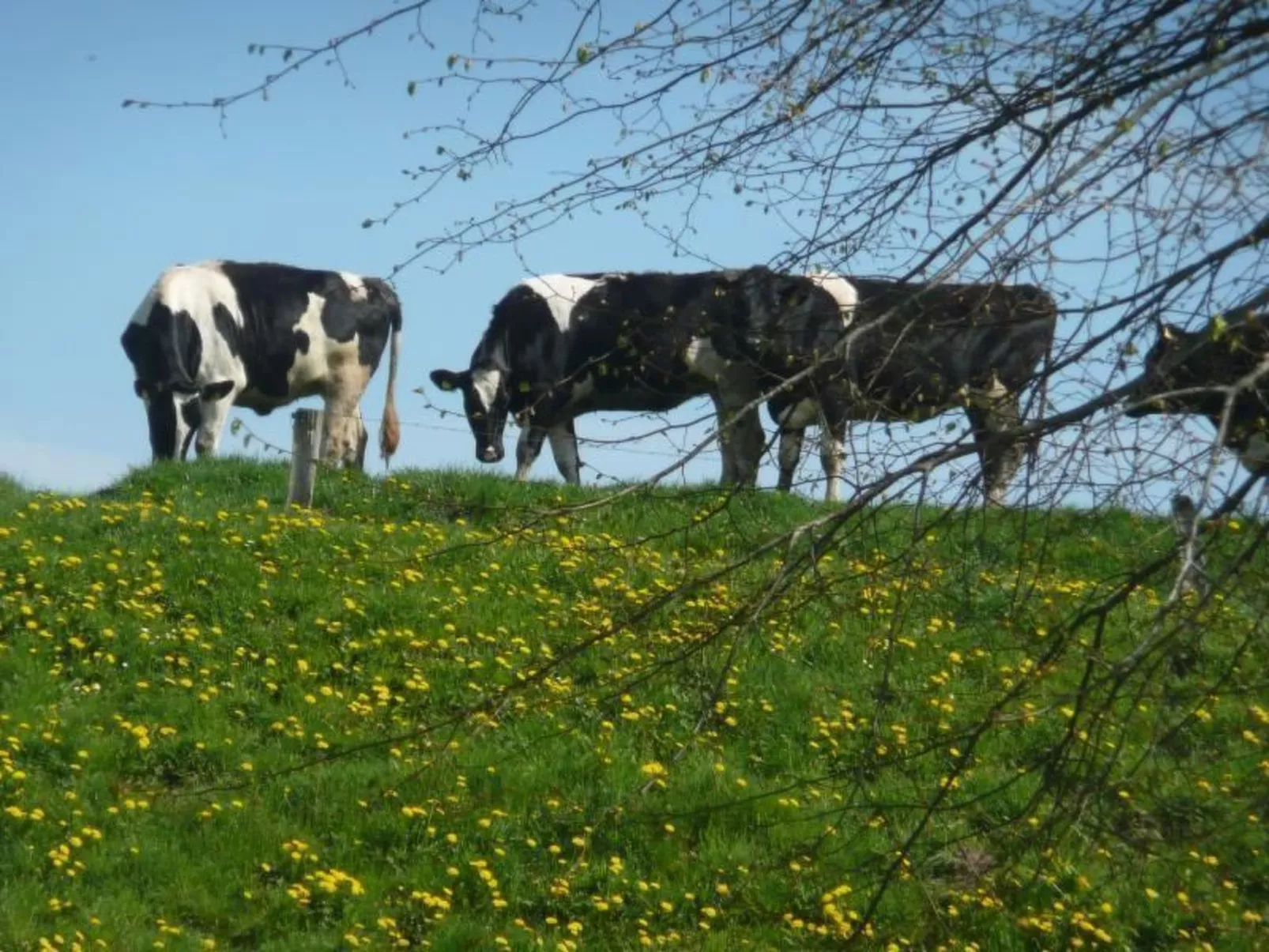 Gemütliches Ferienhaus am Deich mit Gartenzimmer-Binnen