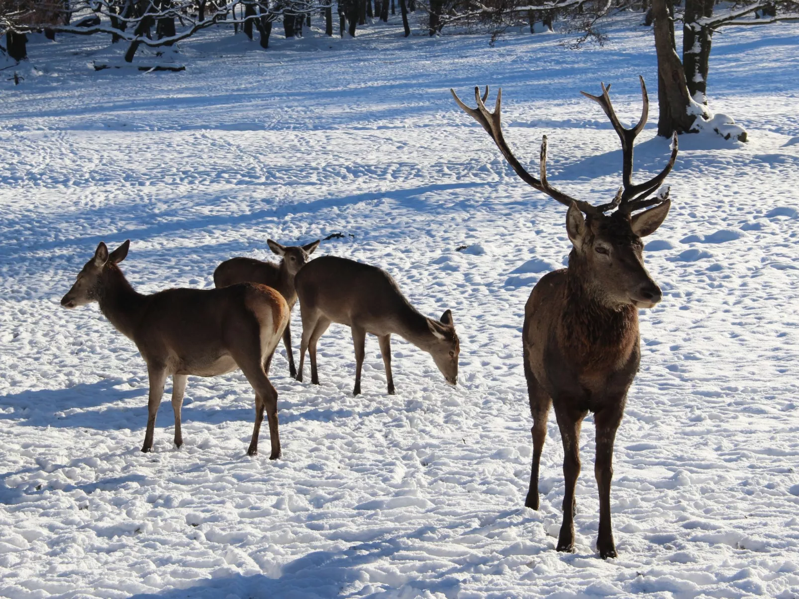 Villa Silberborn A10-Binnen