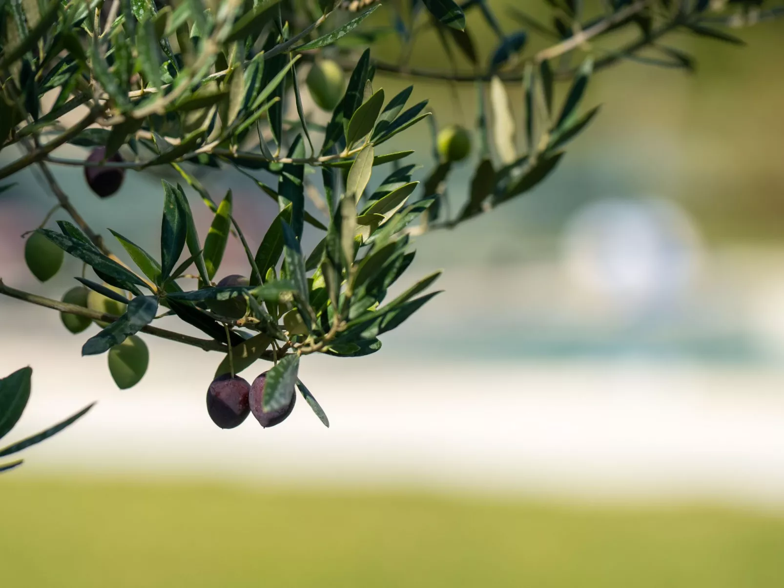Moderne Villa bei Barban-Buiten