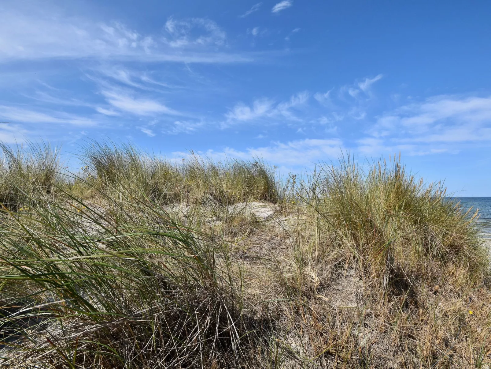 Familiäres, charmantes Appartement in Zingst-Binnen