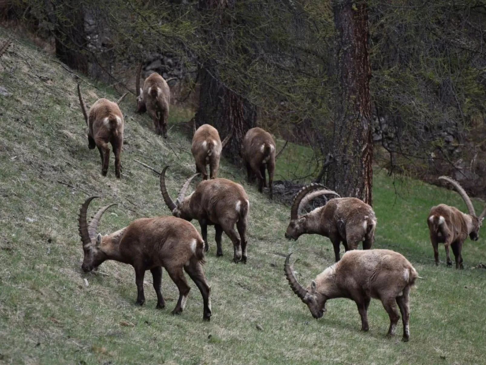 Chesa Urezza-Image-tags.info