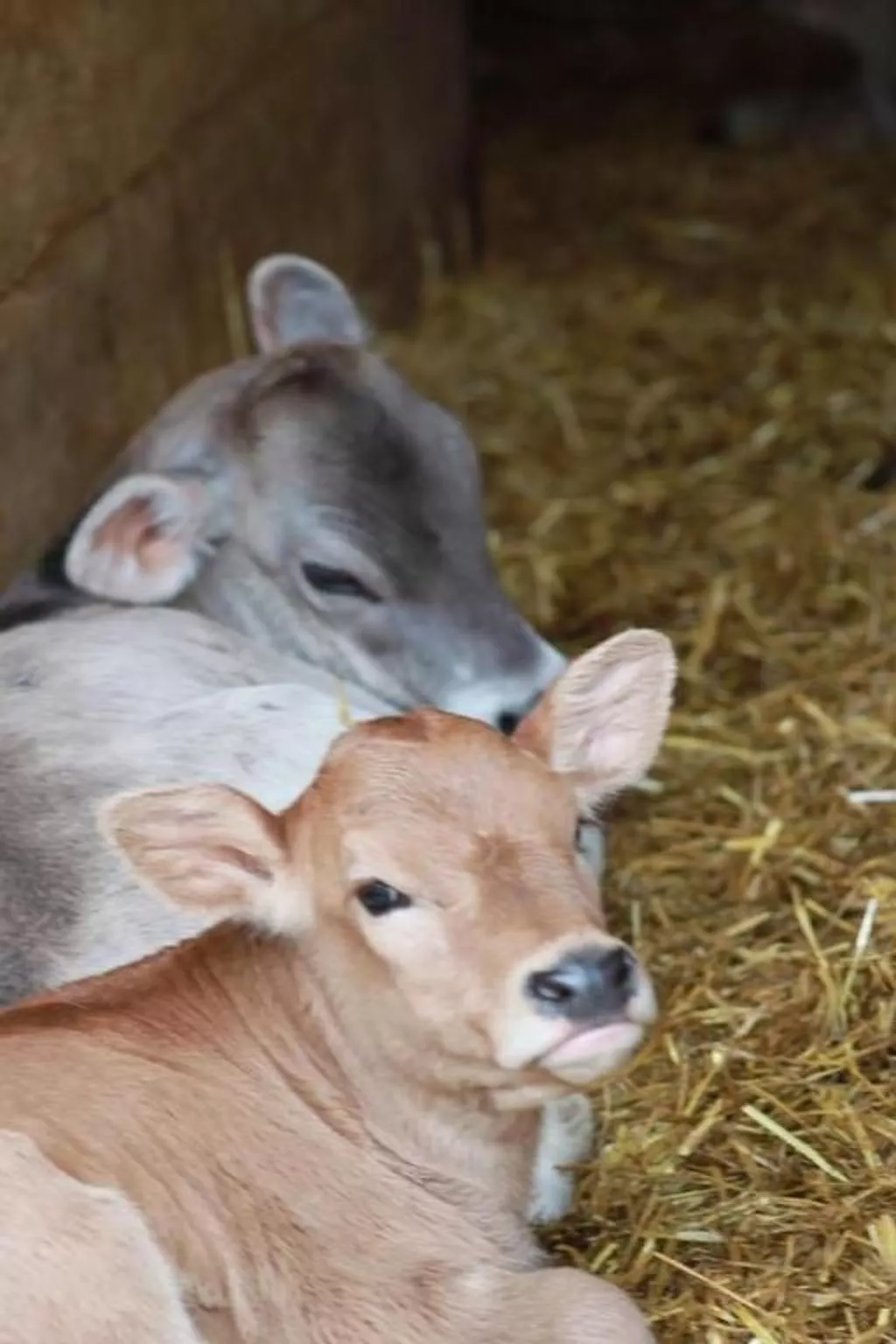 Rosentürmli - Image-tags.info