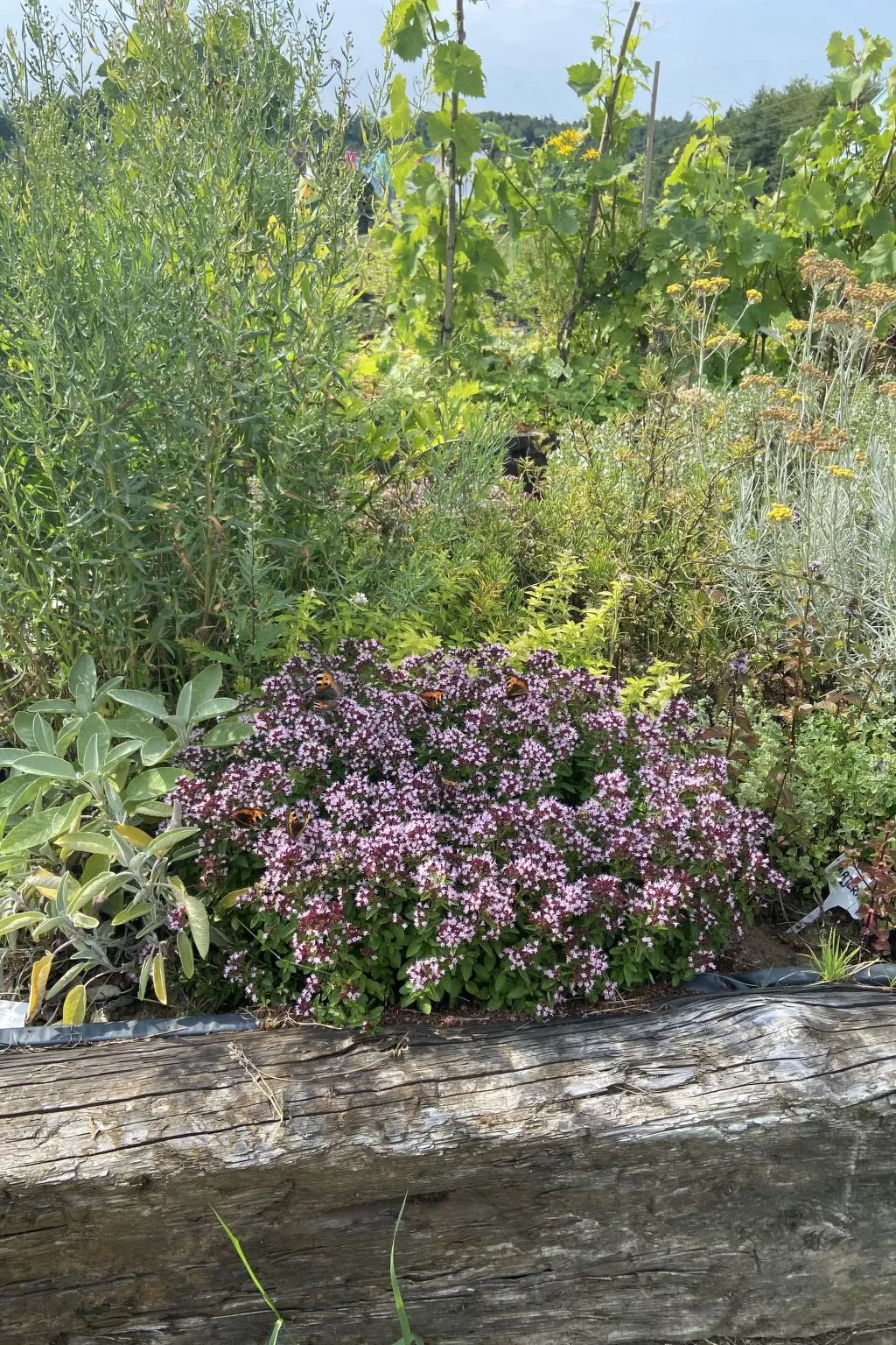 Alte Dorfschule-Buiten