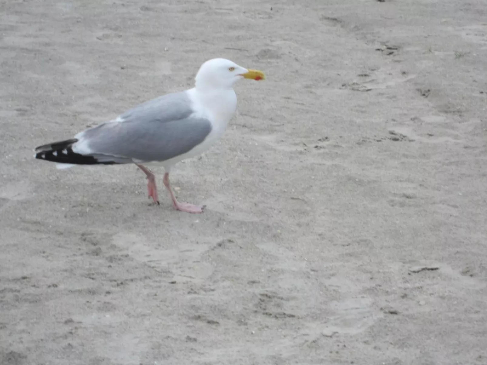Mit Garten und Terrasse-Binnen