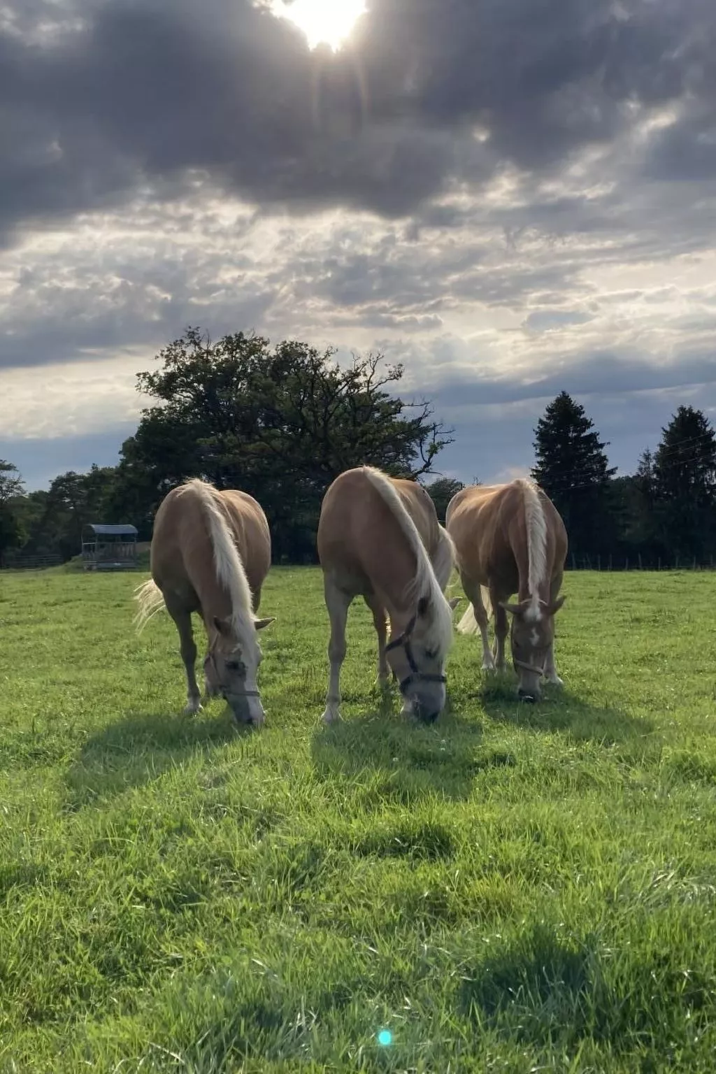 Wohnung "Bellevue"-Image-tags.info