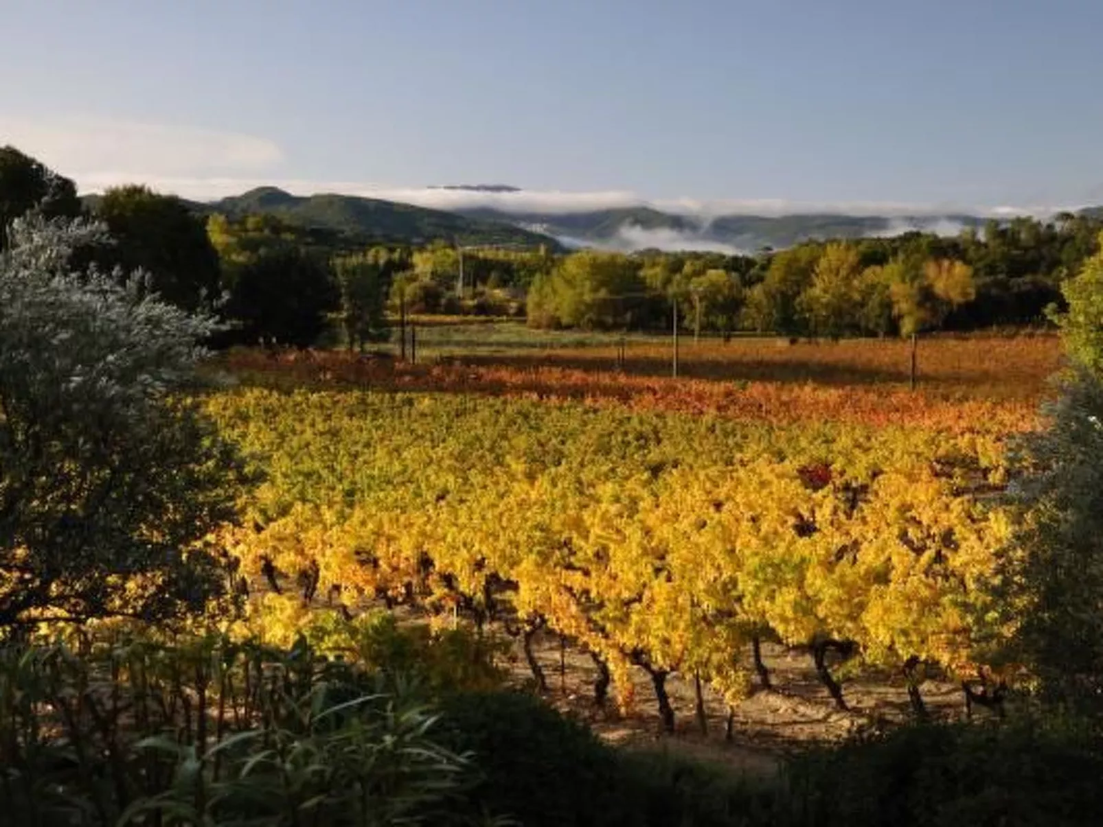 "Haus der Olivenbäume"-Binnen