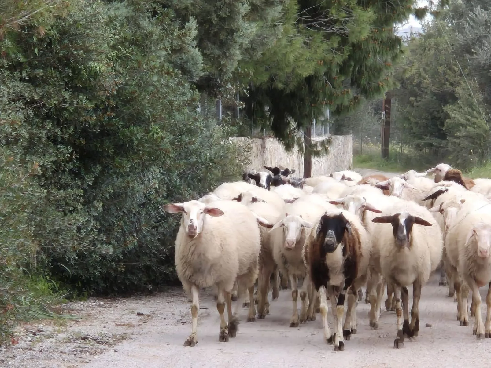 "Villa Newlands" - Pool, Meer und Inseln-Buiten
