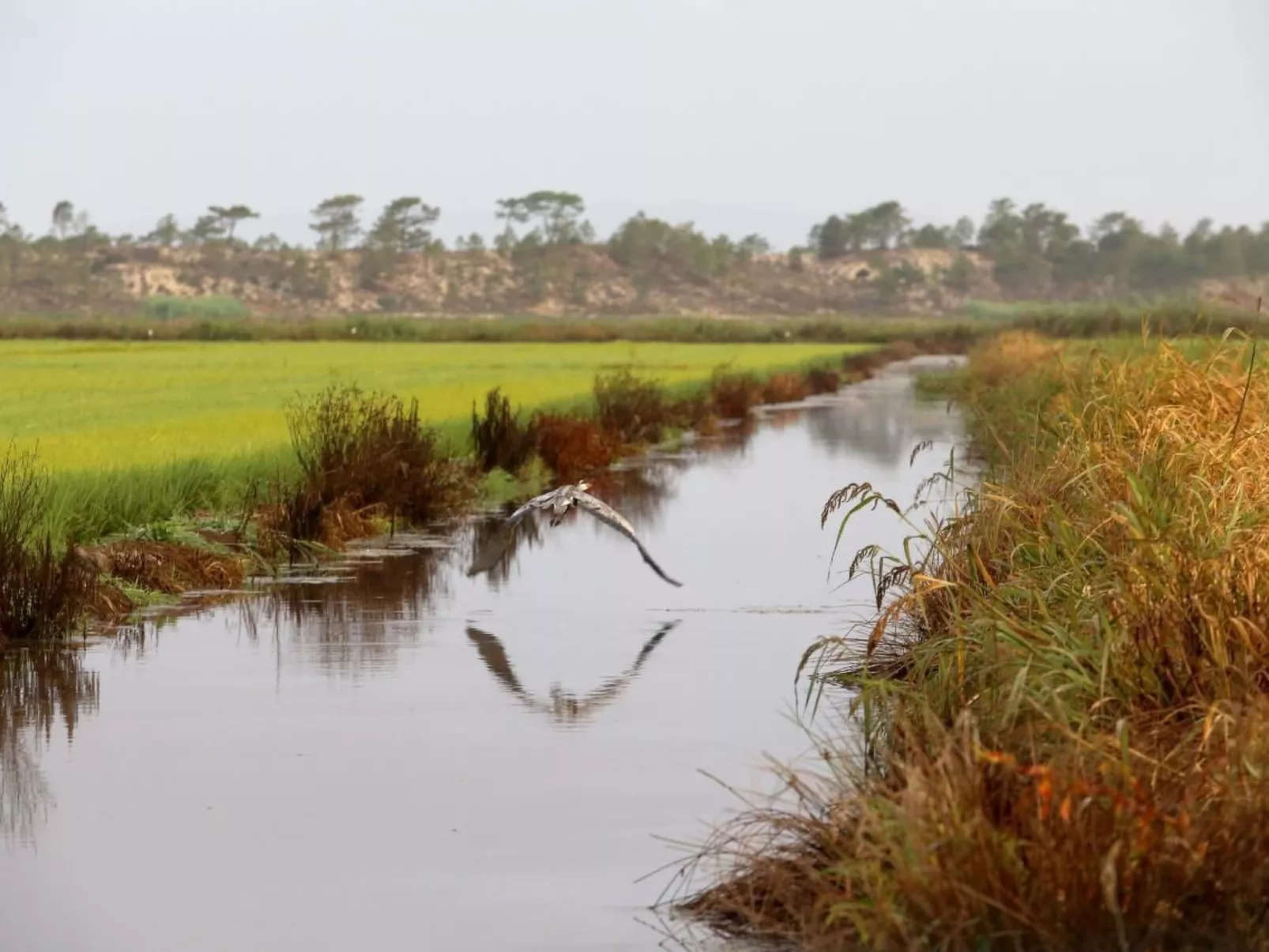 Exklusive Design-Villa in den Dünen, Pool auf dem Dach-Buiten