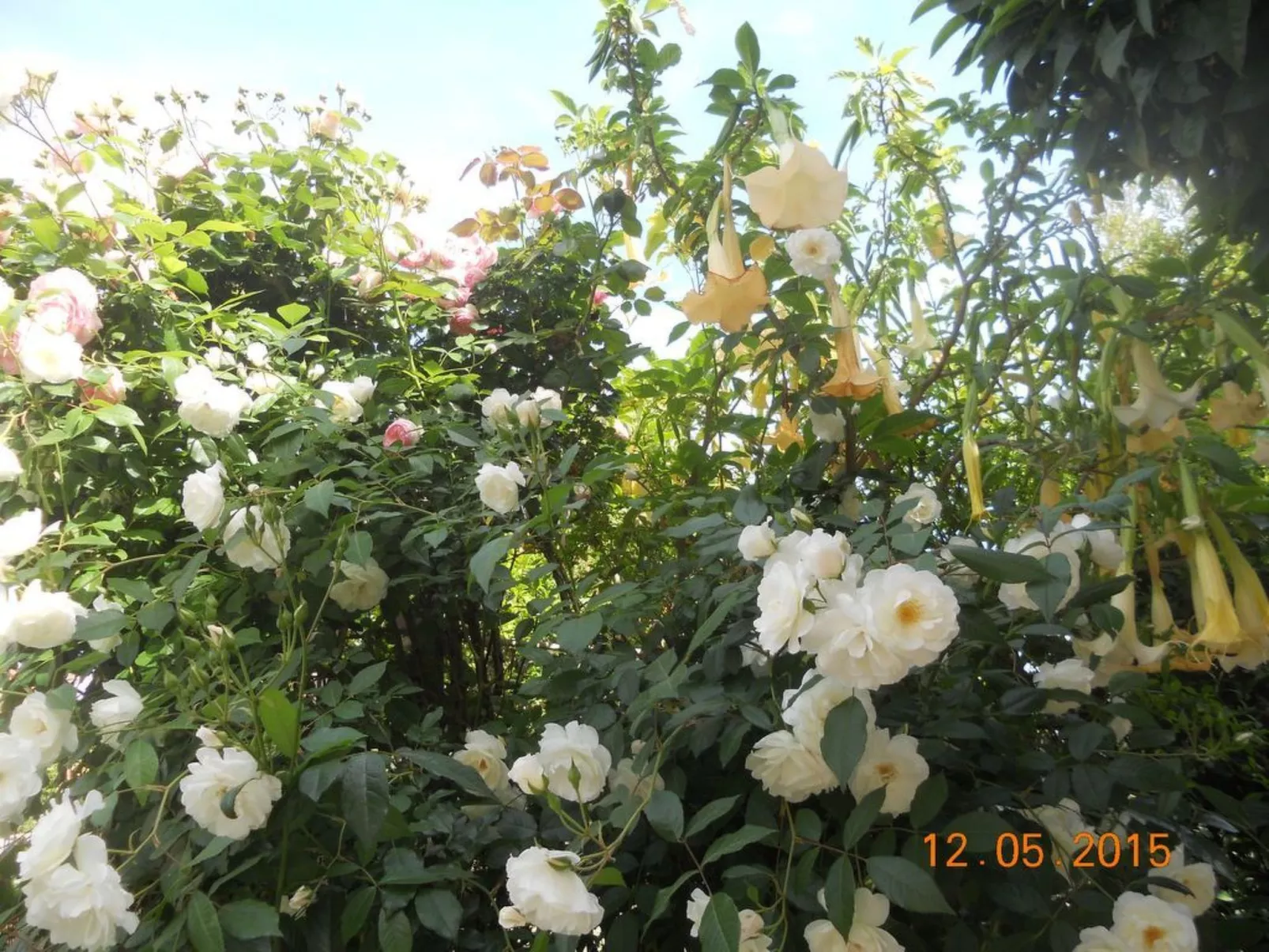 Wohnung "Les roses" auf einem eingemauerten Grundstück-Buiten