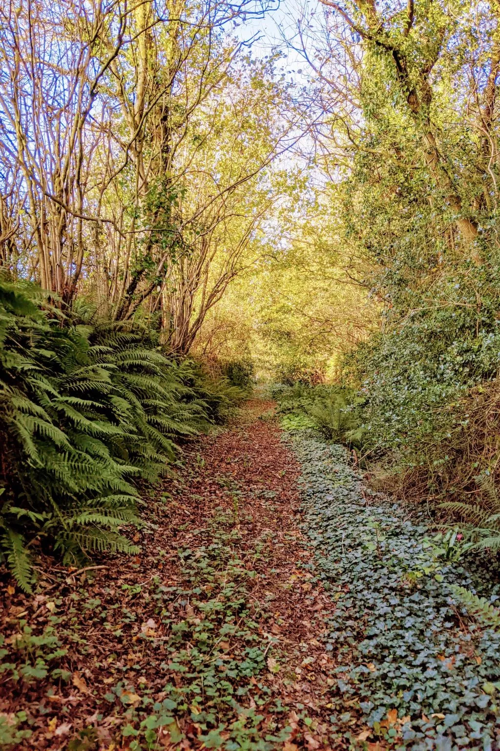 Helles, offenes Ferienhaus, Gemeinschaftspool Hunde-Buiten